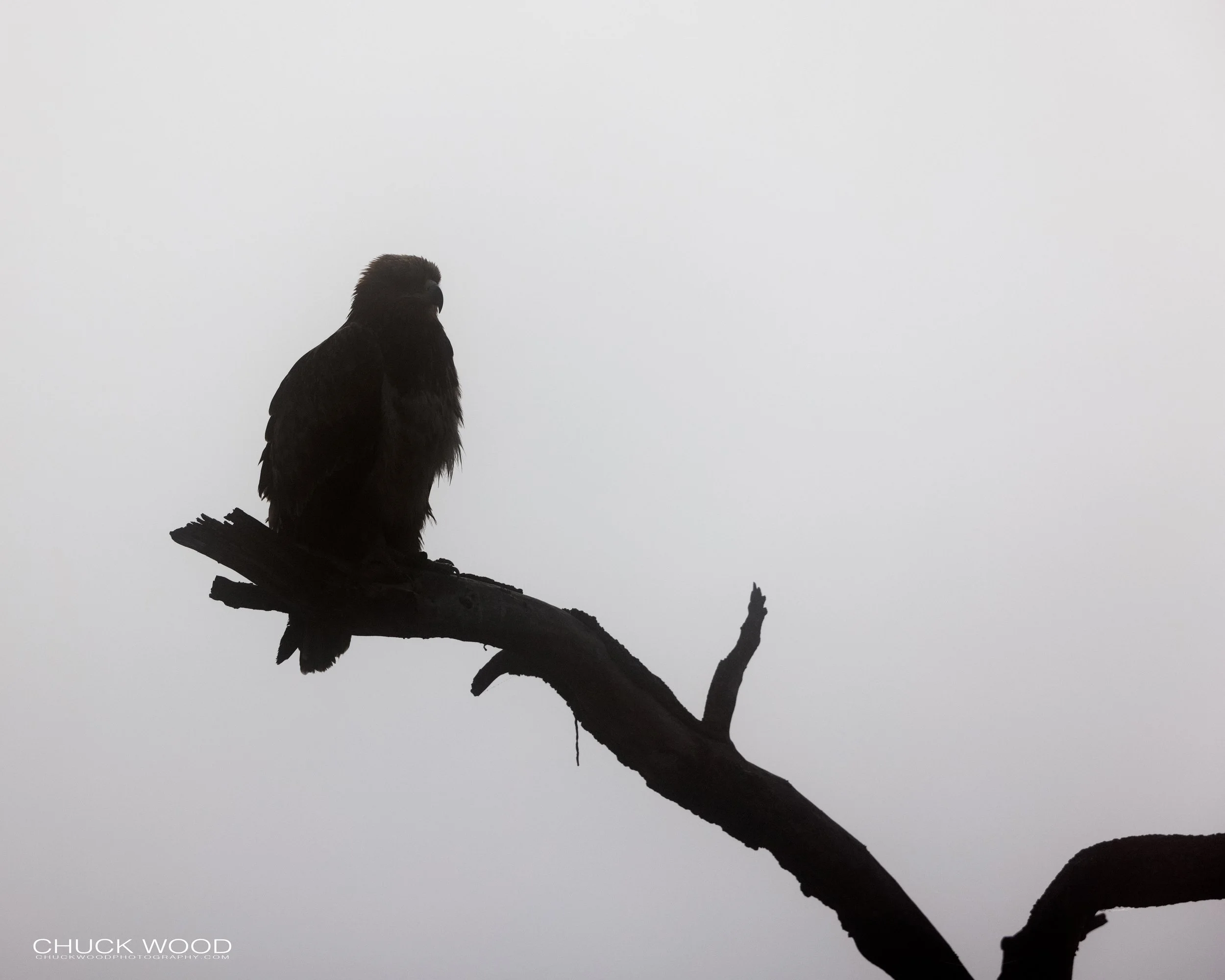  Serengeti, Tanzania 2021 