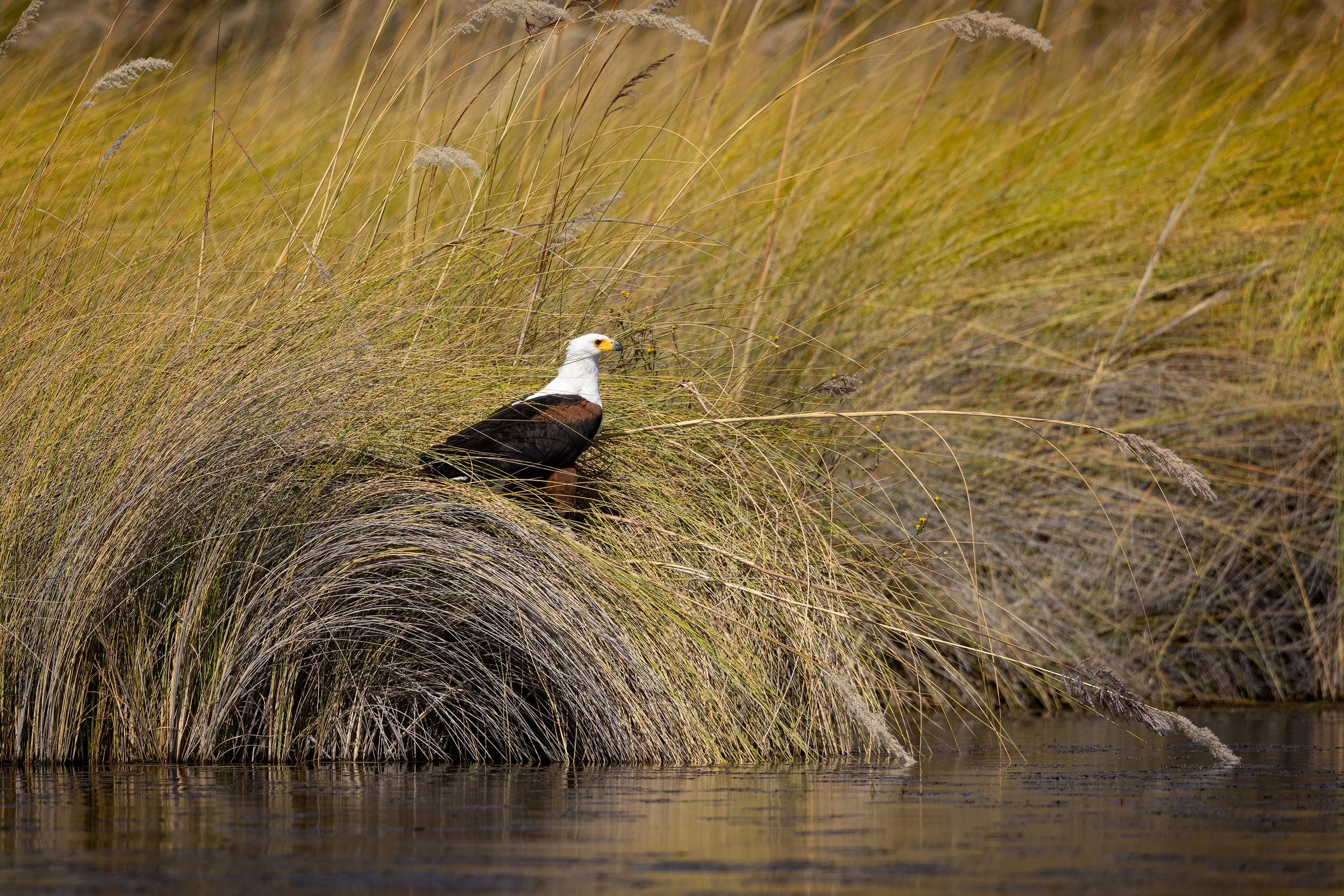  Moremi, Botswana 2023 