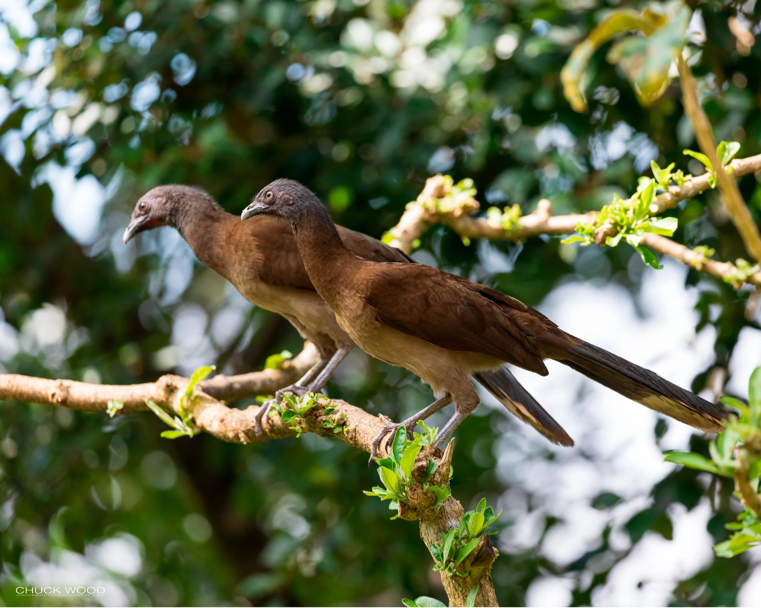  Rancho Naturalista, Costa Rica 2020 