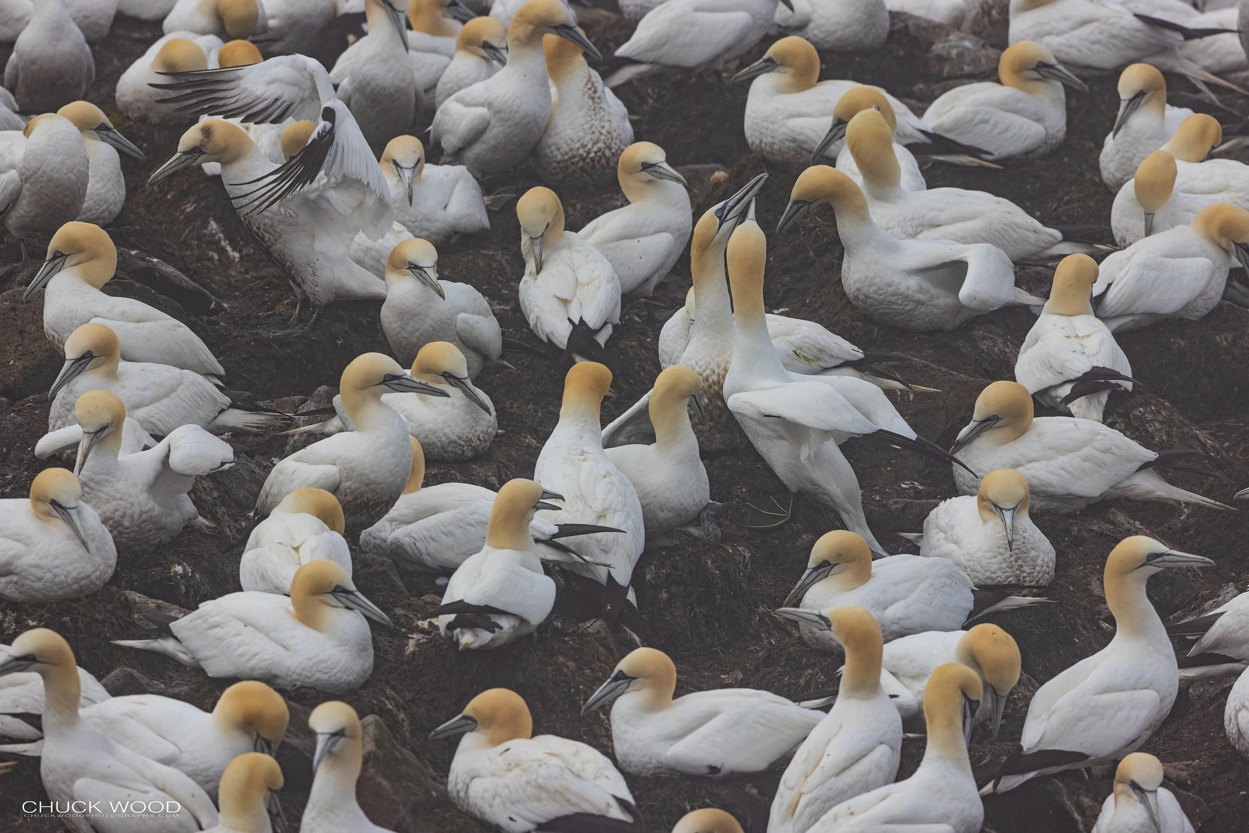  Cape St. Marys, NL 2022 