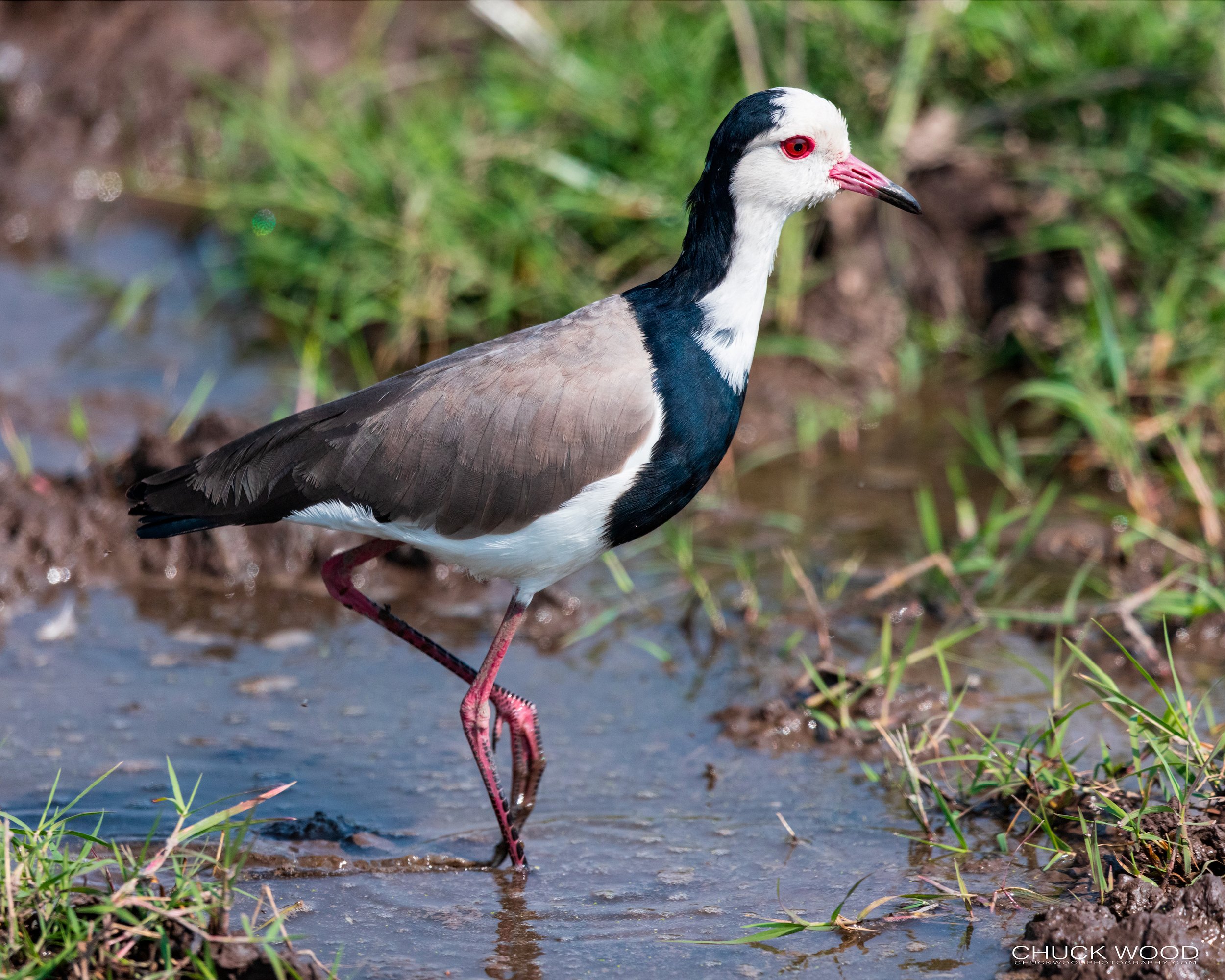  Ngorongoro Crater, Zimbabwe 2019 