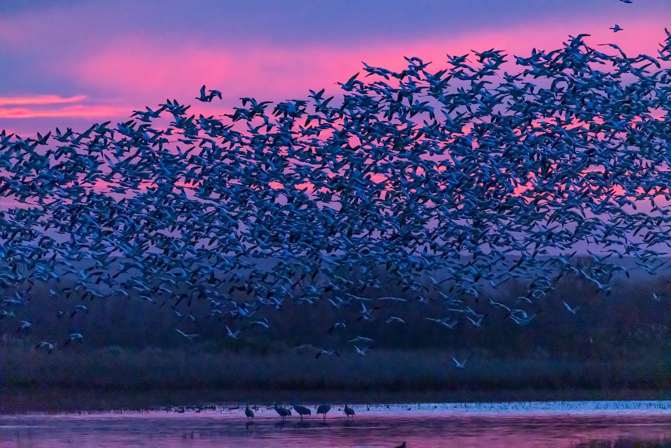  Bosque del Apache, NM 2021 