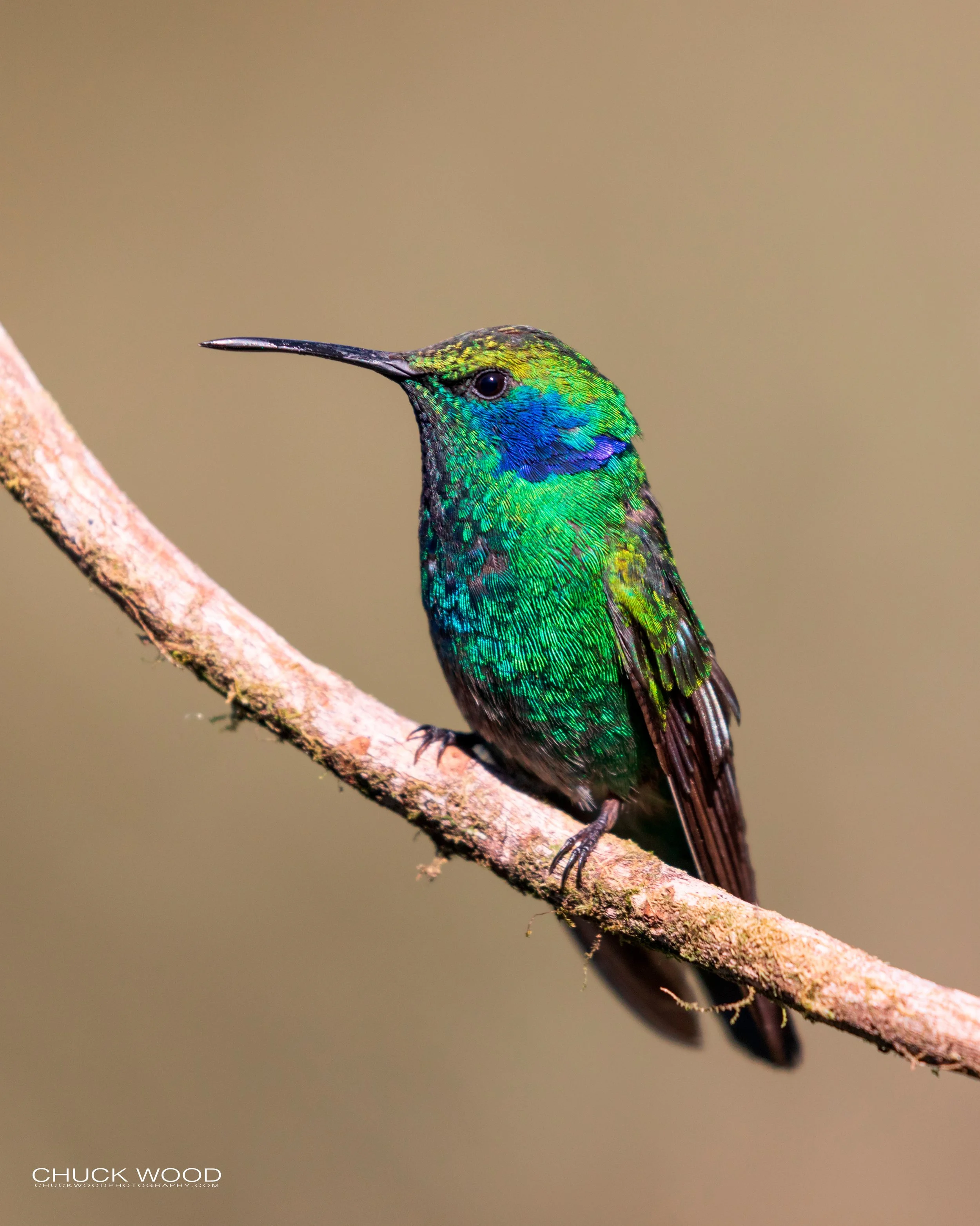  Paraiso Quetzal, Costa Rica 2020 