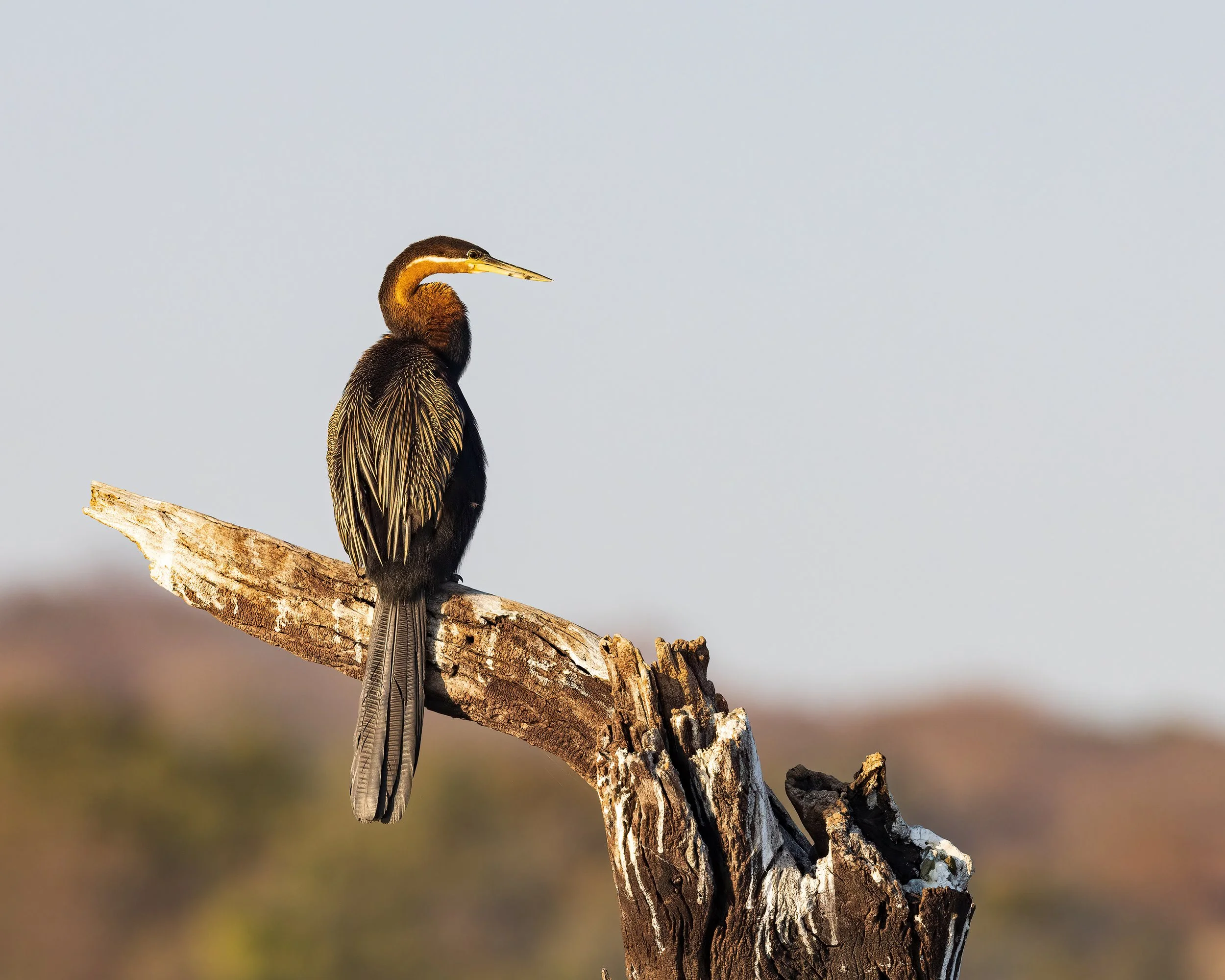  Chobe River, Botswana 2023 