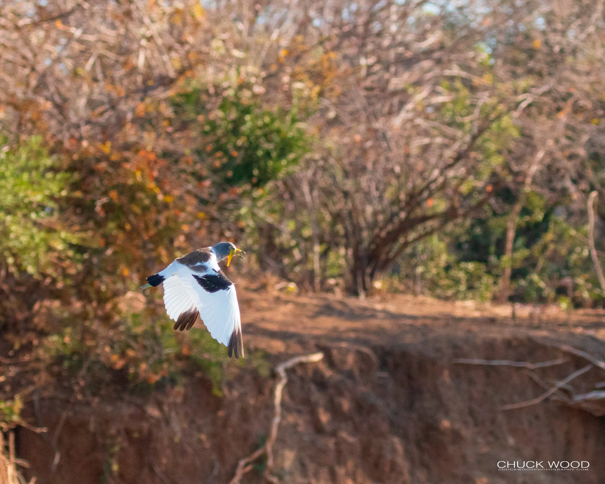  Mana Pools, Zimbabwe 2019 