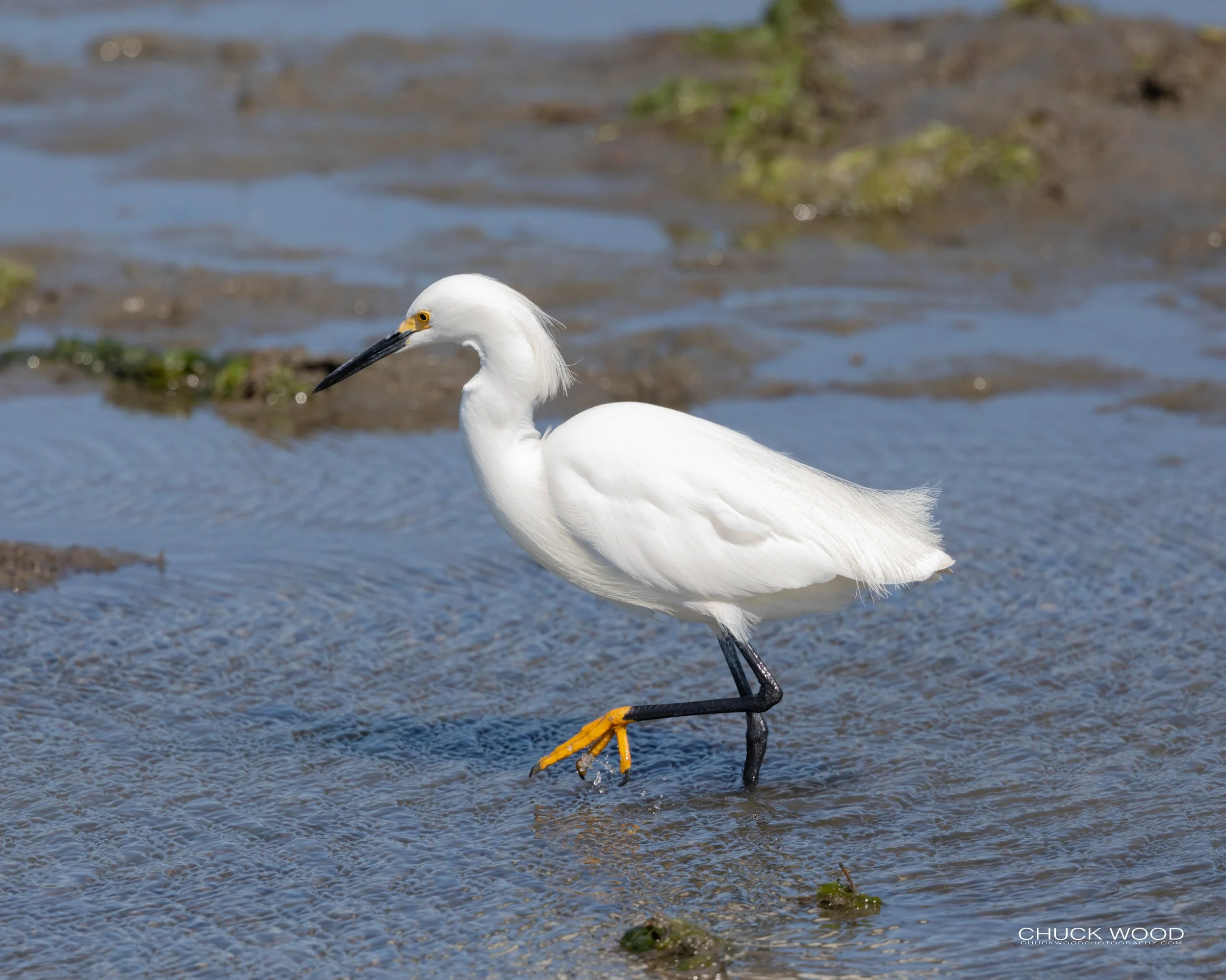  Forsythe NWR, NJ 2020 