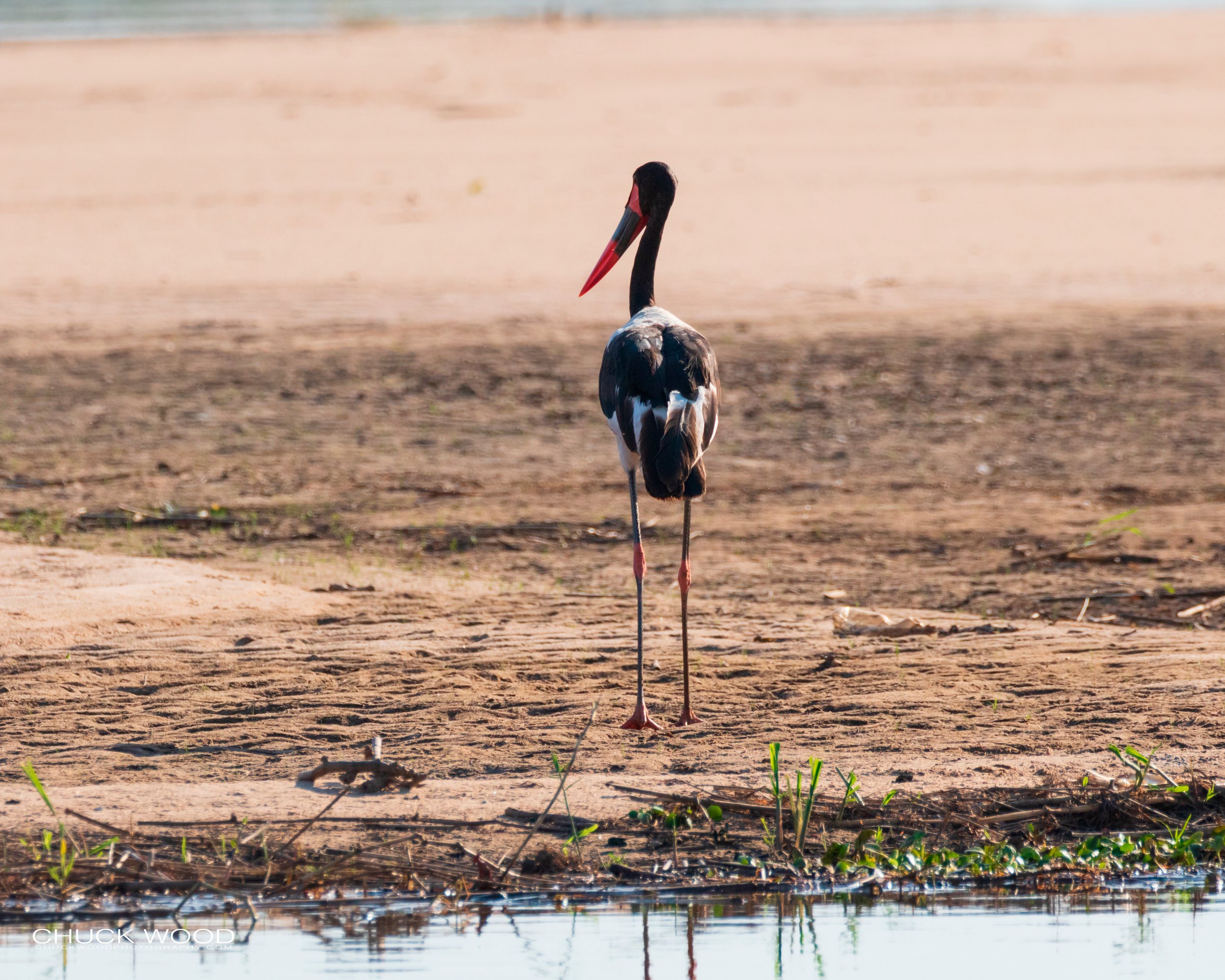  Mana Pools, Zimbabwe 2019 