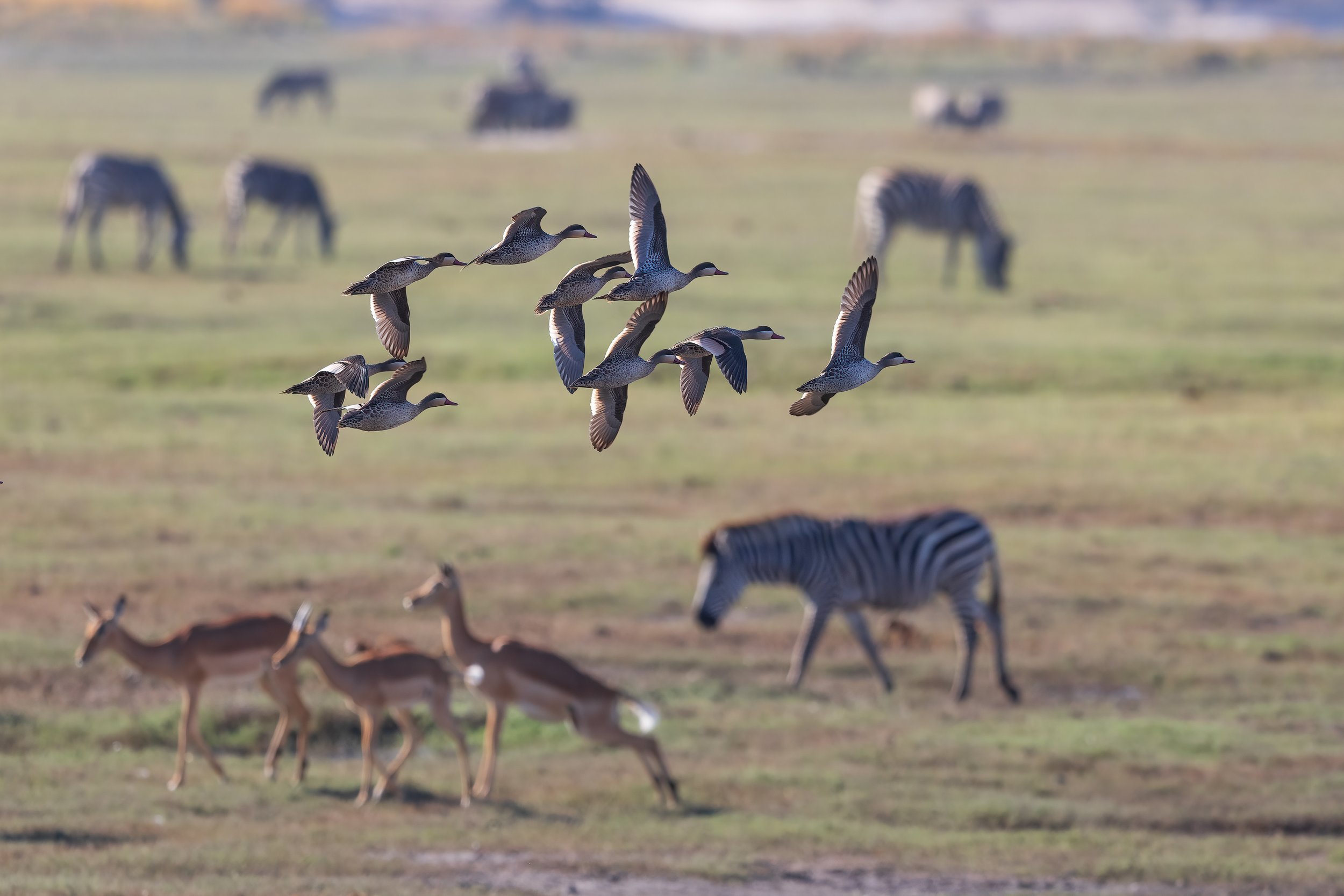  Chobe Riverfront, Botswana  2023 