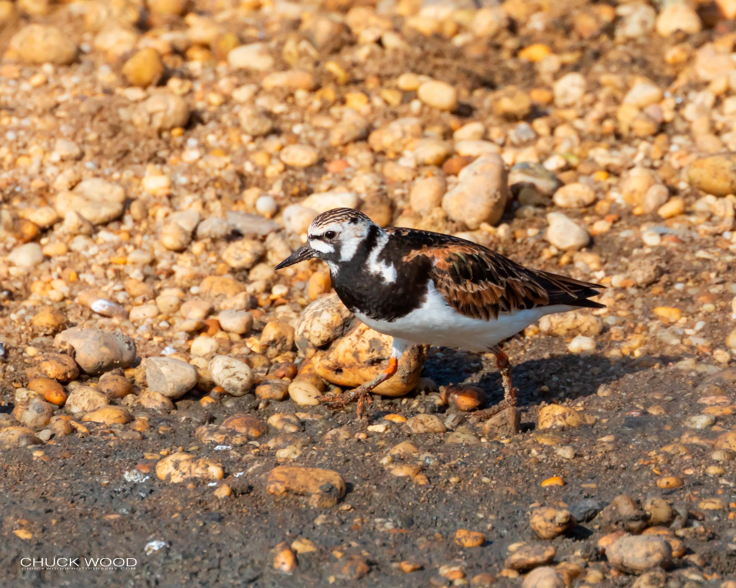  Forsythe NWR, NJ 2019 