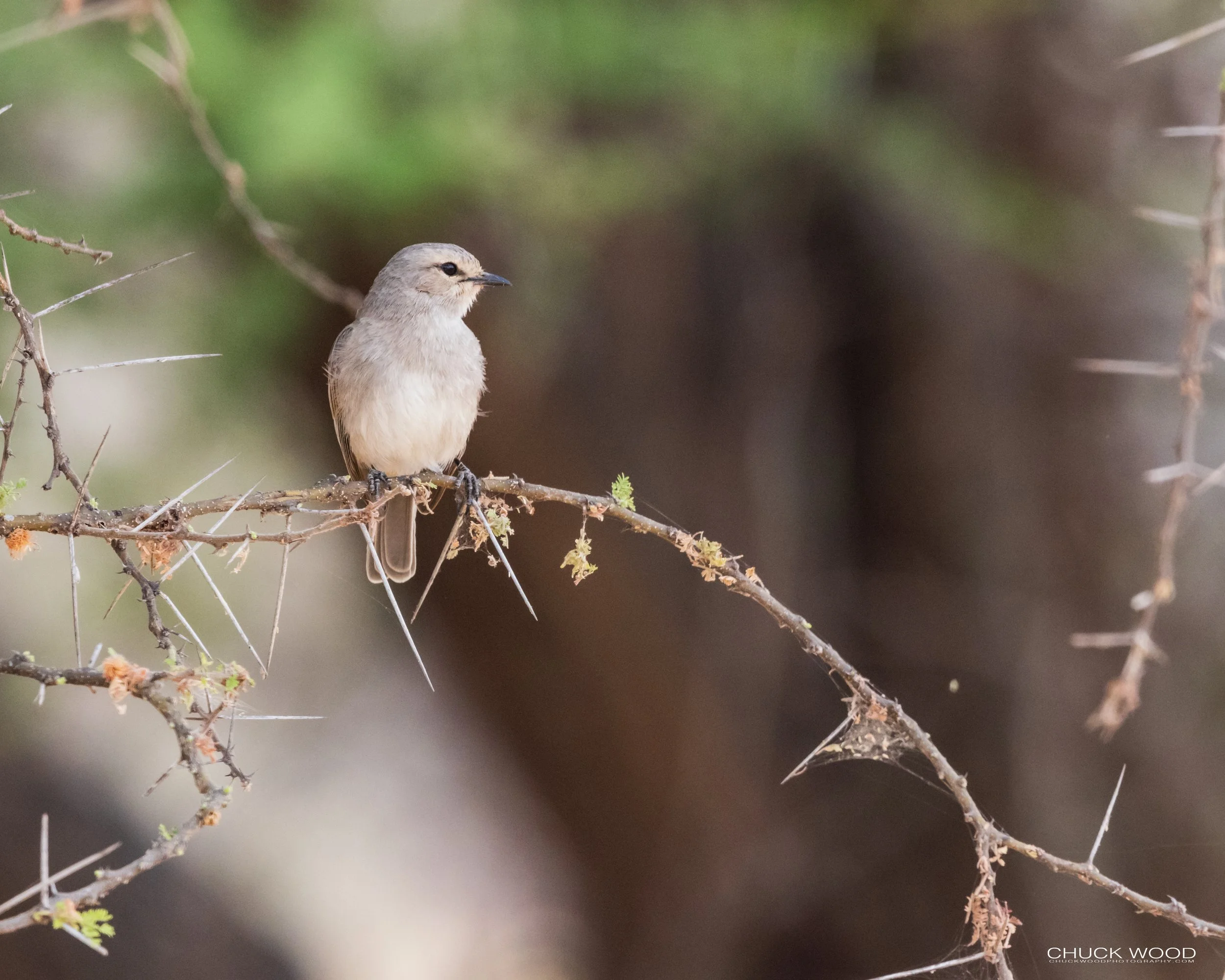  Tarangire, Tanzania 2021 