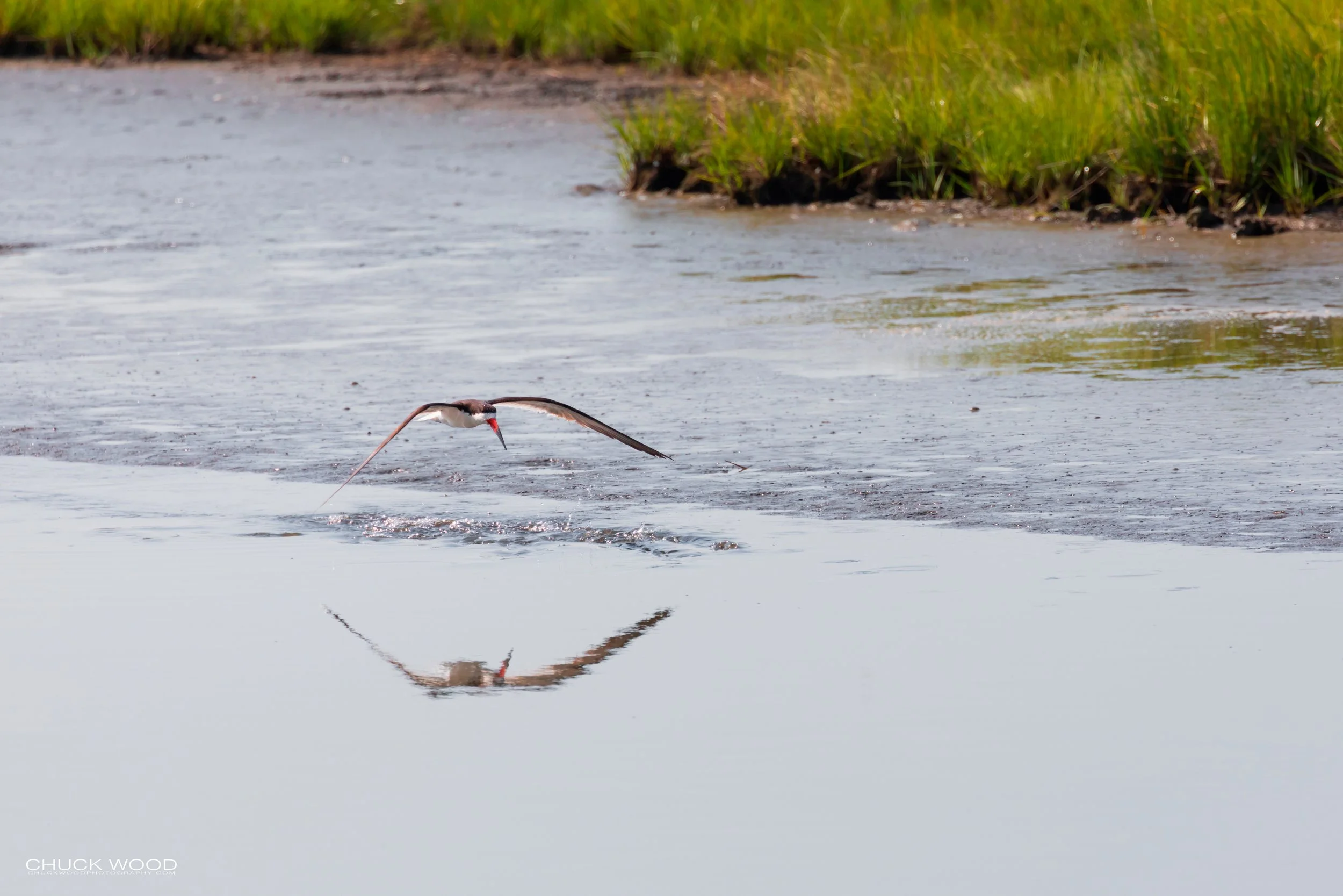  Forsythe NWR, NJ 2019 