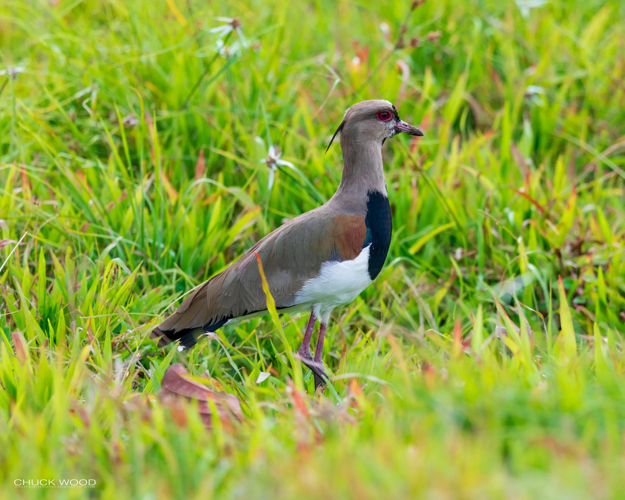  Embalse Angostura, Costa Rica 2020 