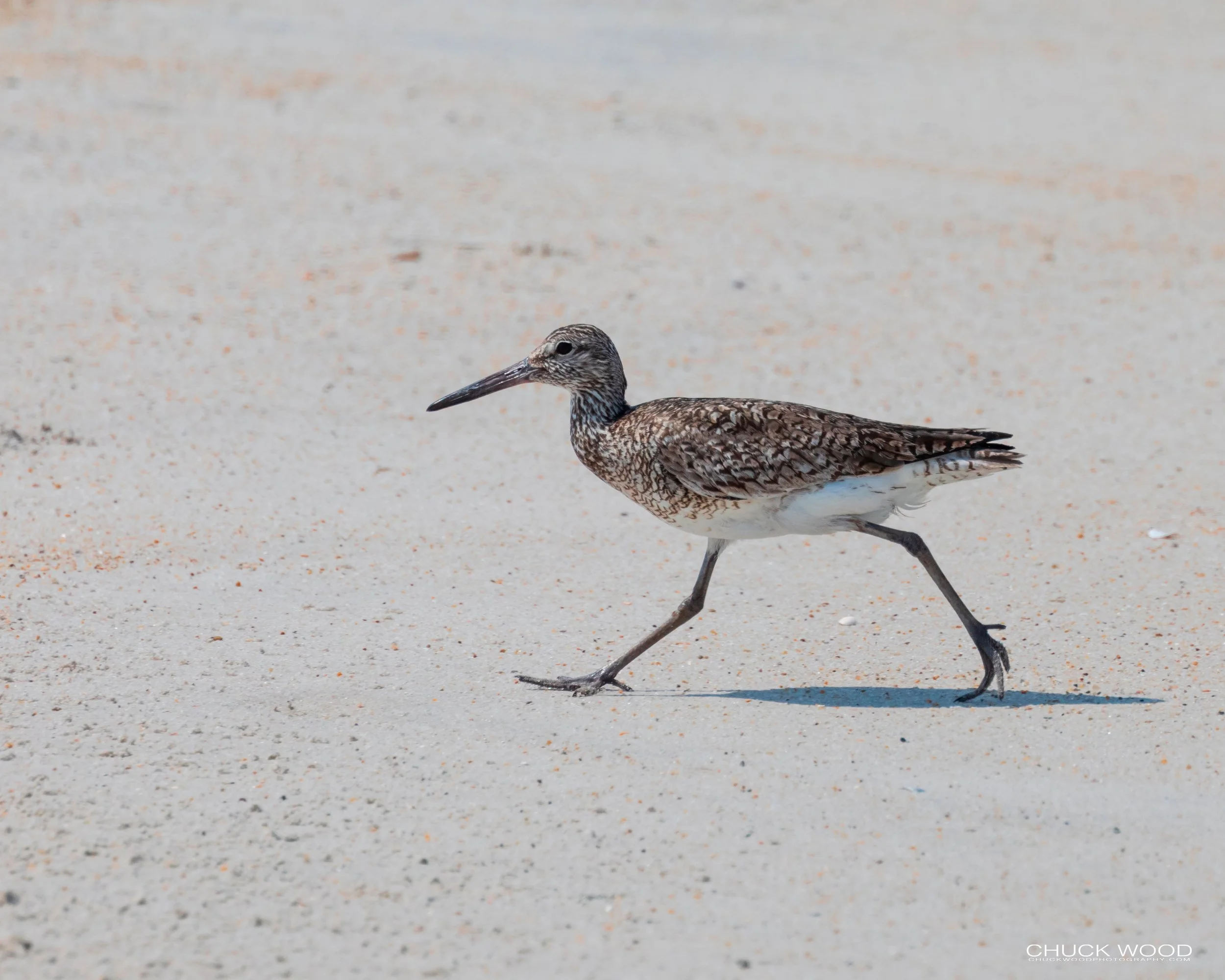   Pea Island NWR, NC 2019 
