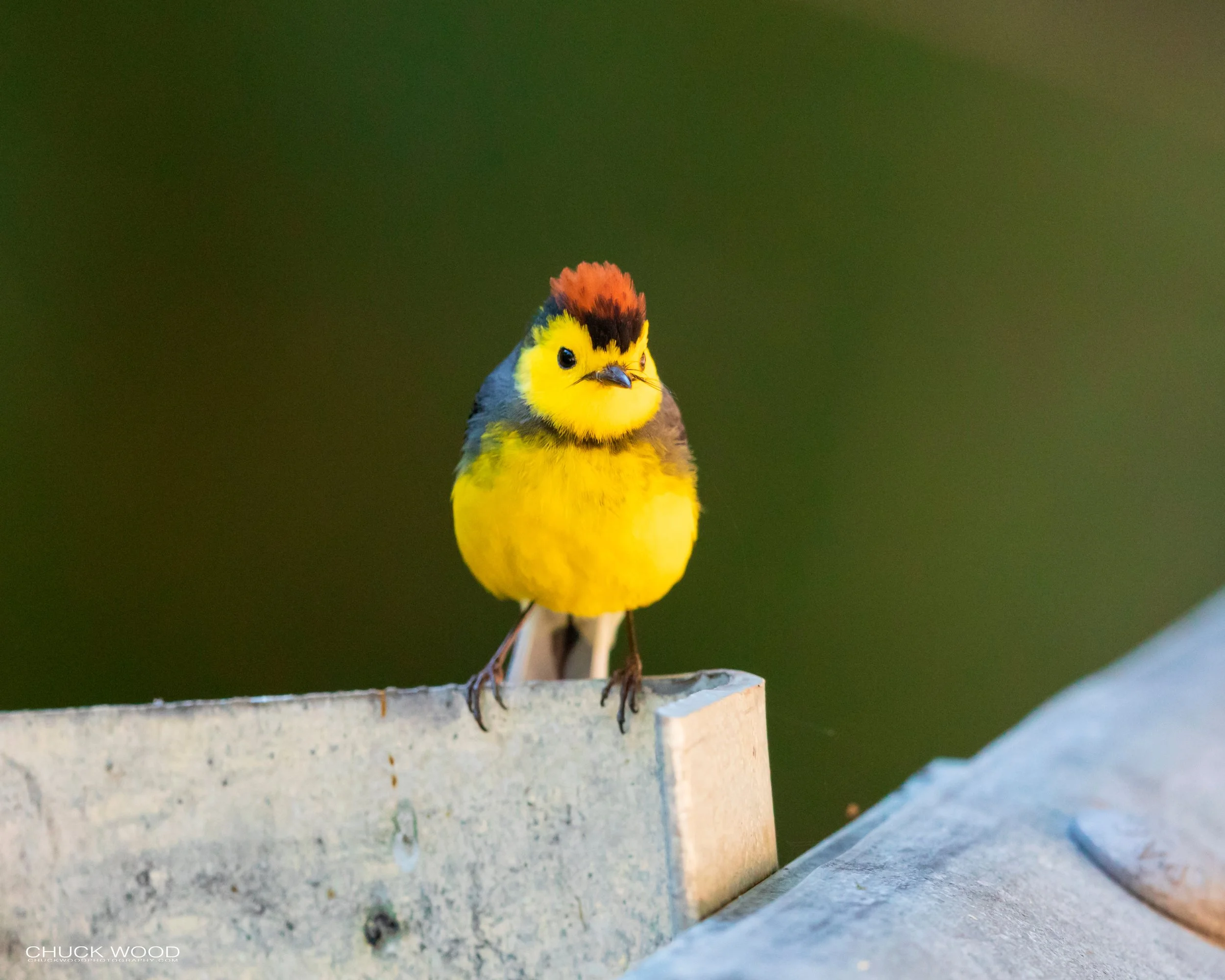  San Gerardo de Dota, Costa Rica 2020 