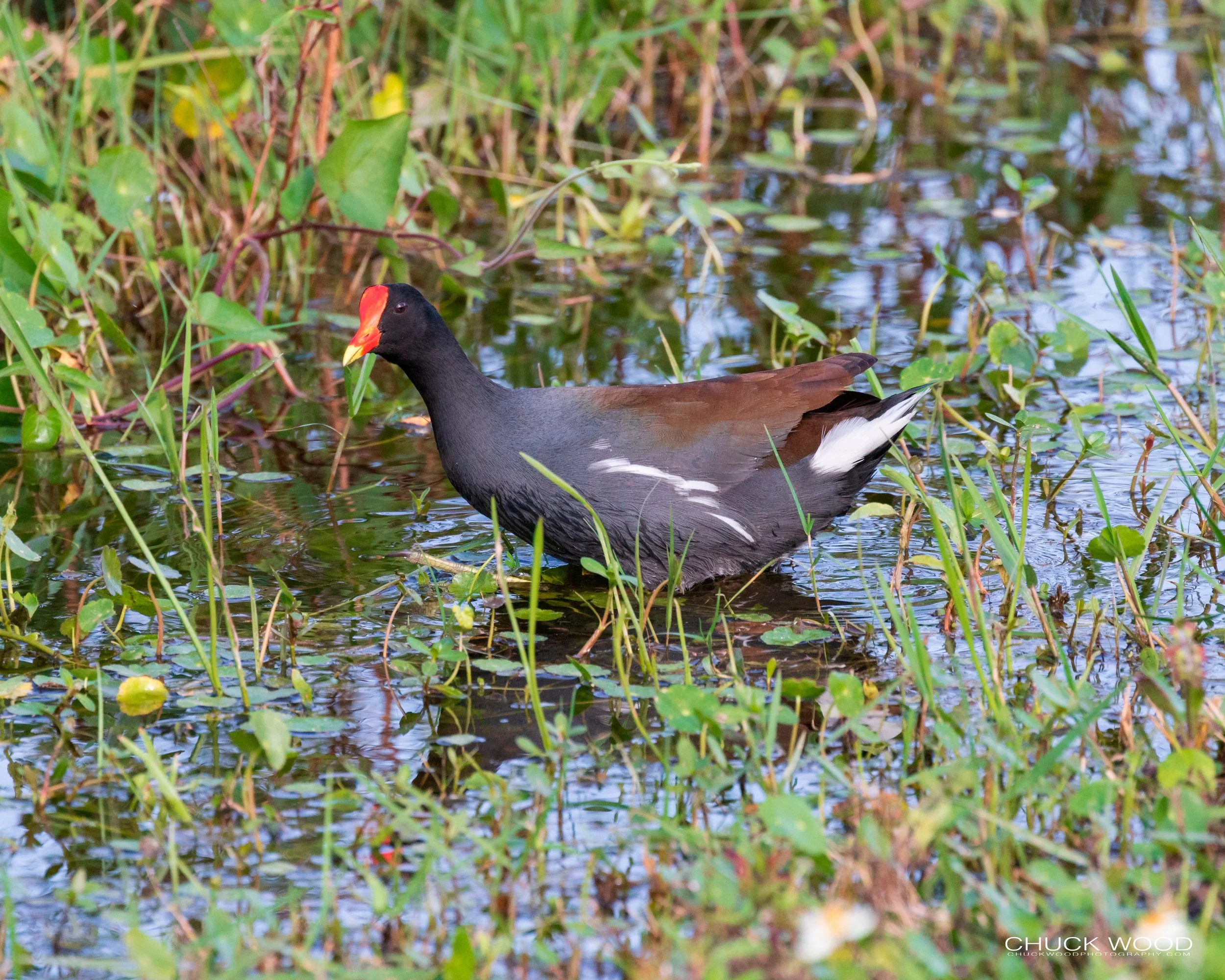  Viera Wetlands, FL 2020 