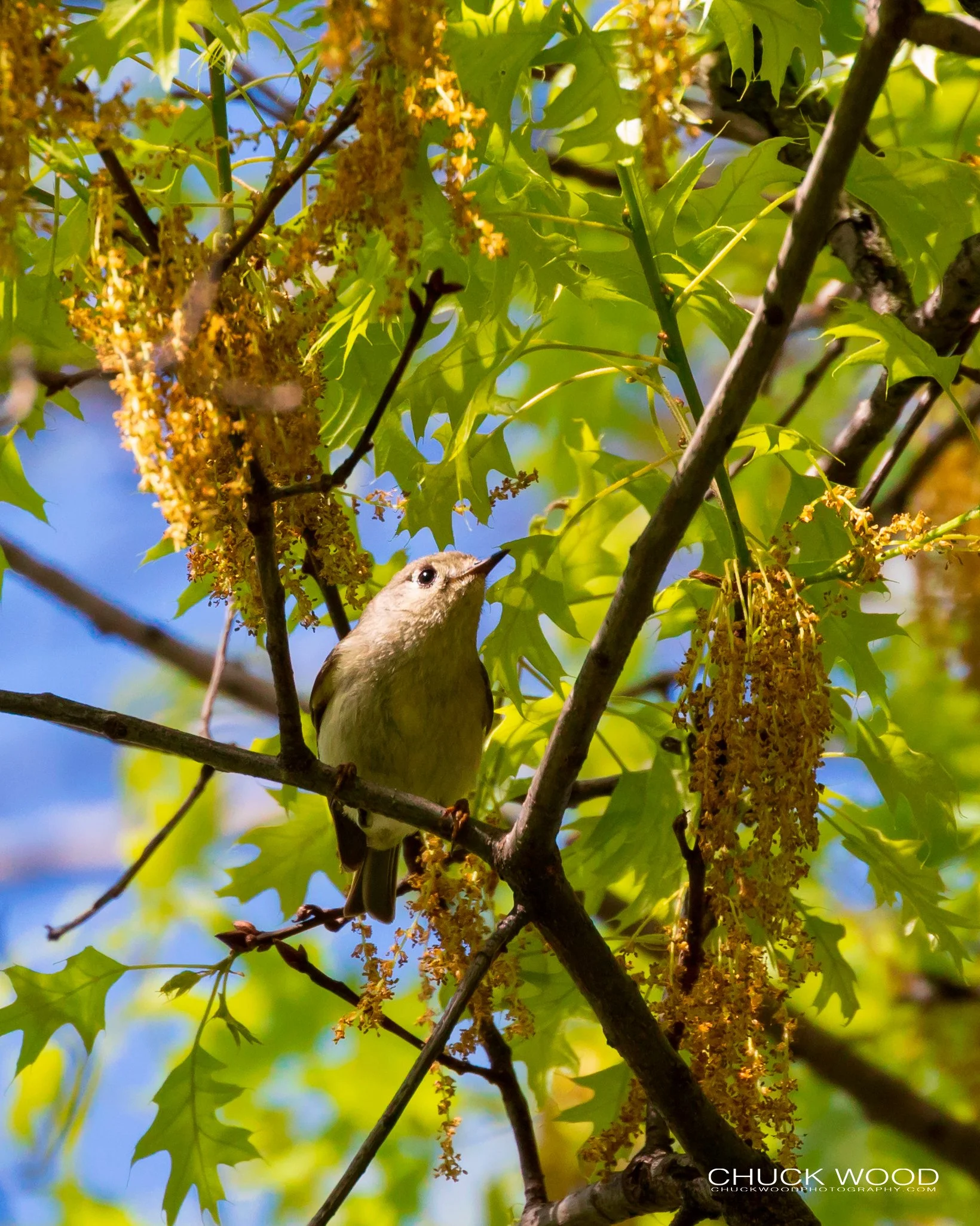  Central Park NYC, 2019 