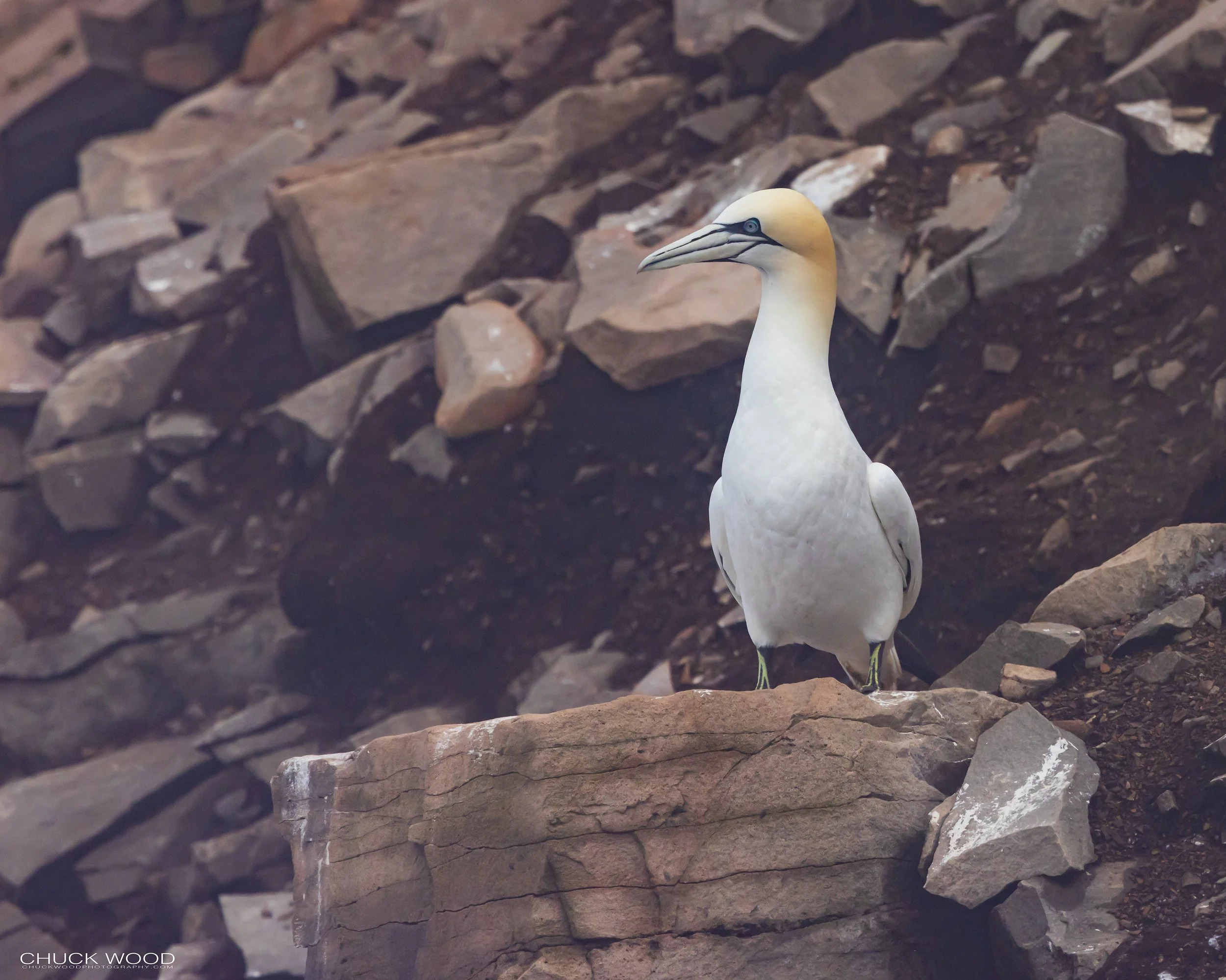  Cape St. Marys, NL 2022 