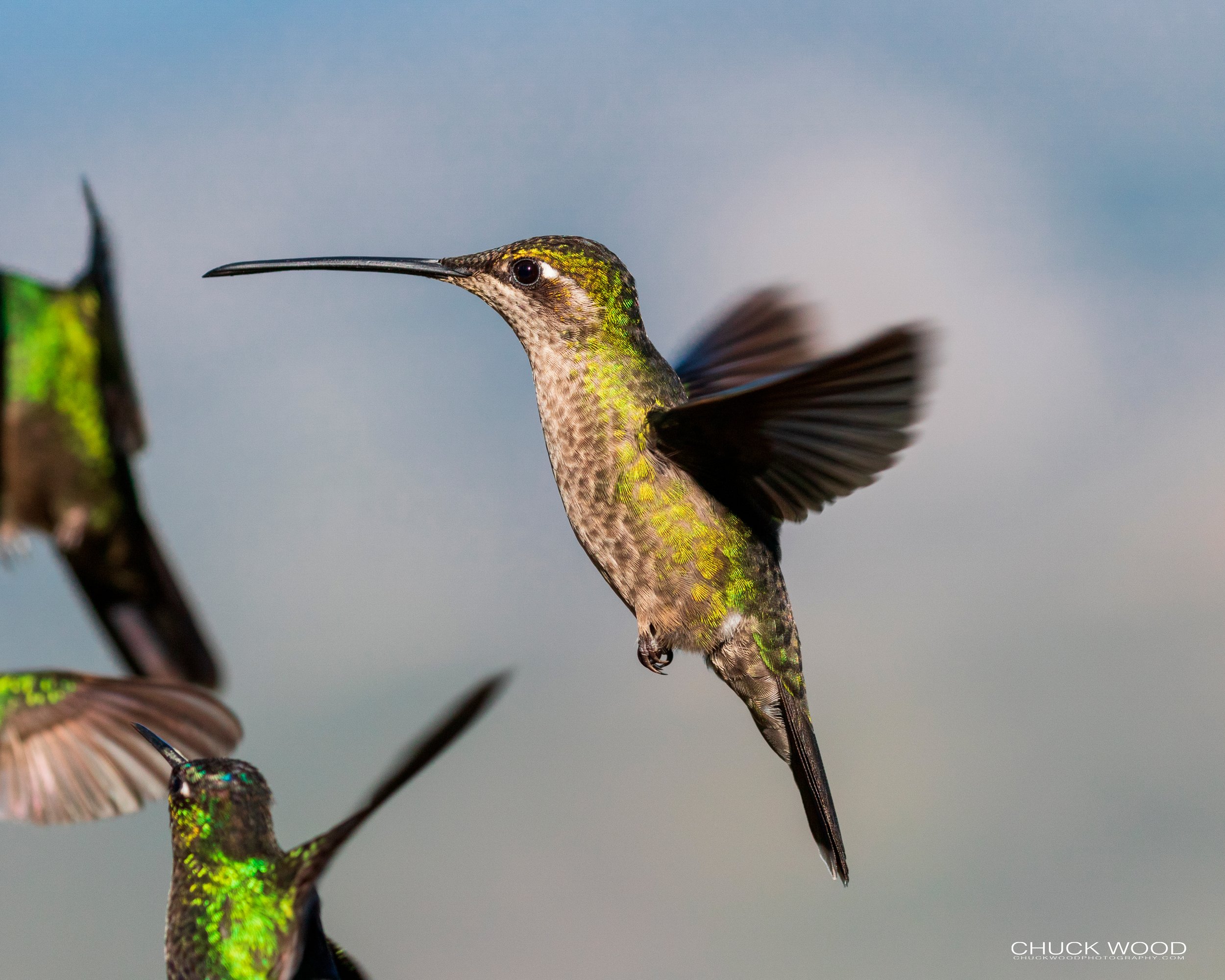  Bosque Del Tolomunco, Costa Rica 2020 
