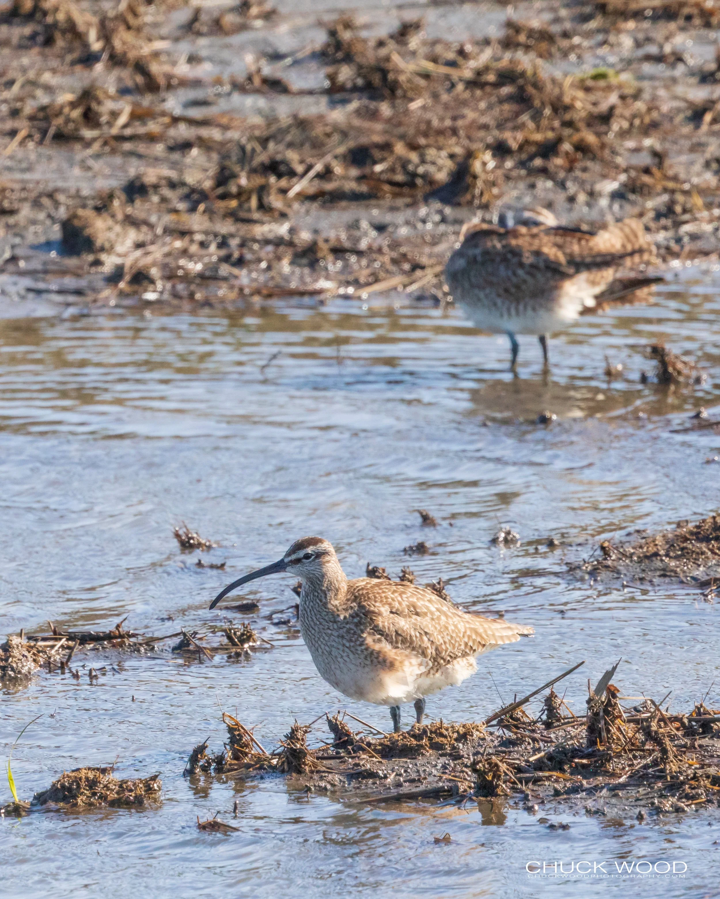   Forsythe NWR, NJ 2020 