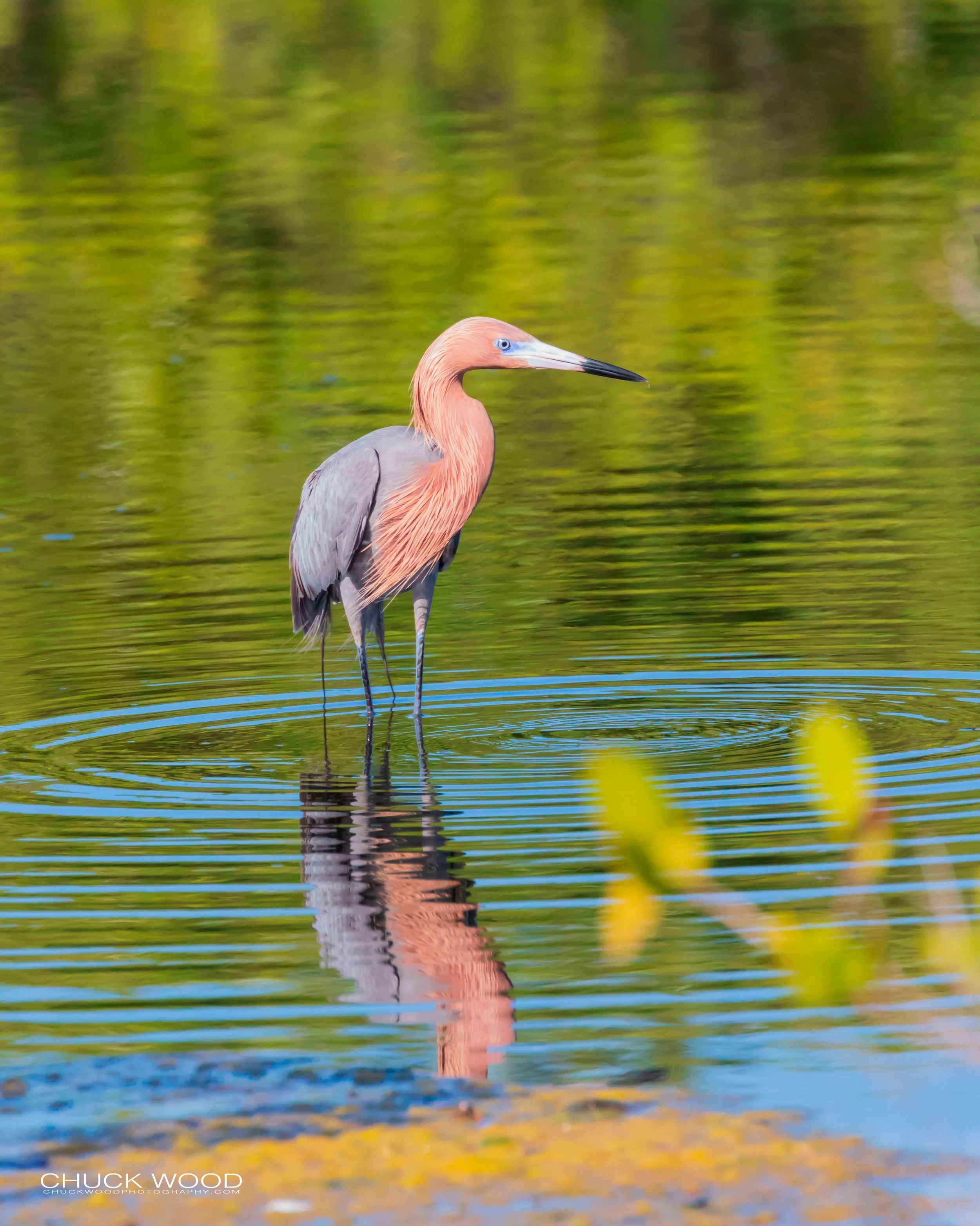  Merritt Island, FL 2019 