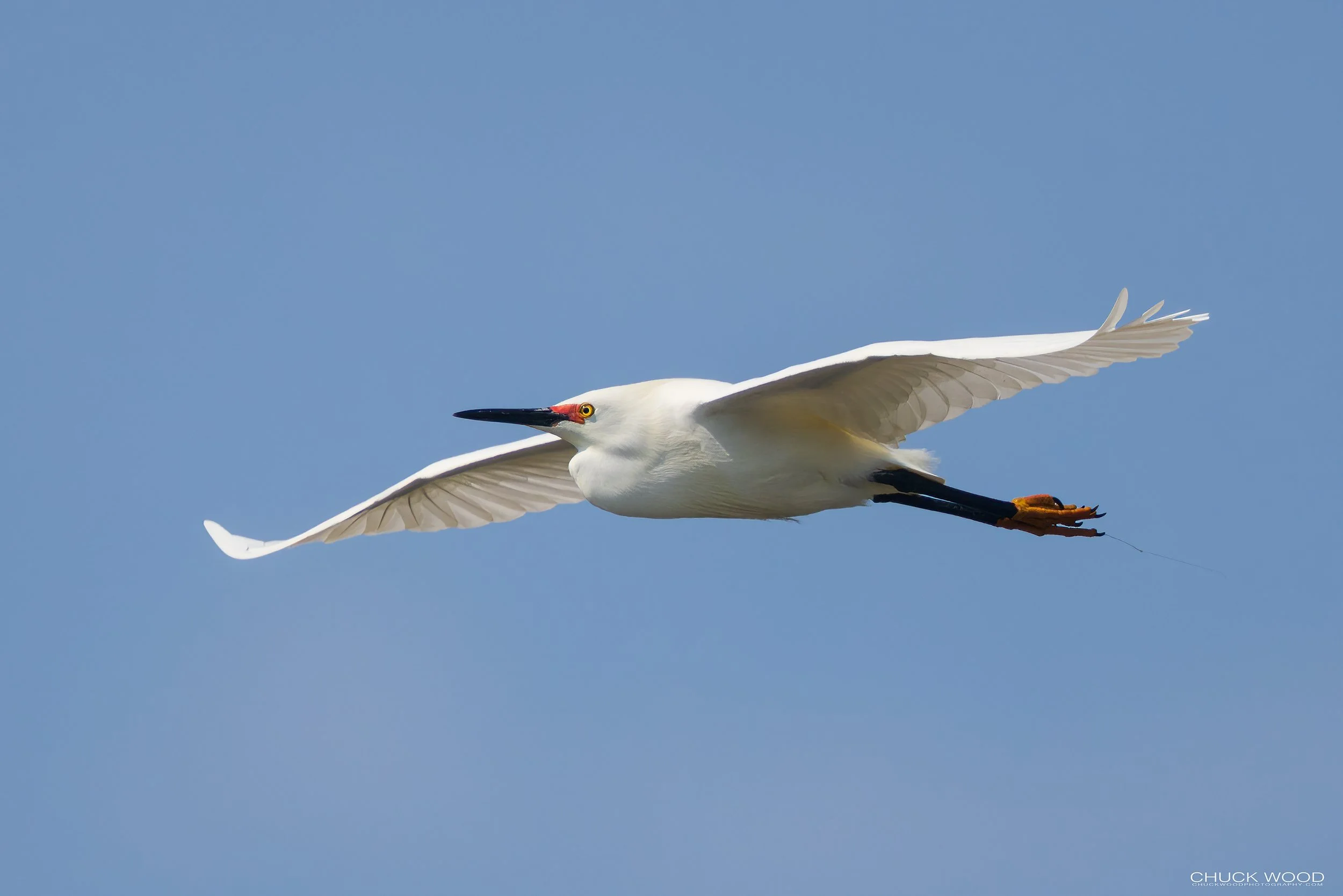  Forsythe NWR, NJ 2022 