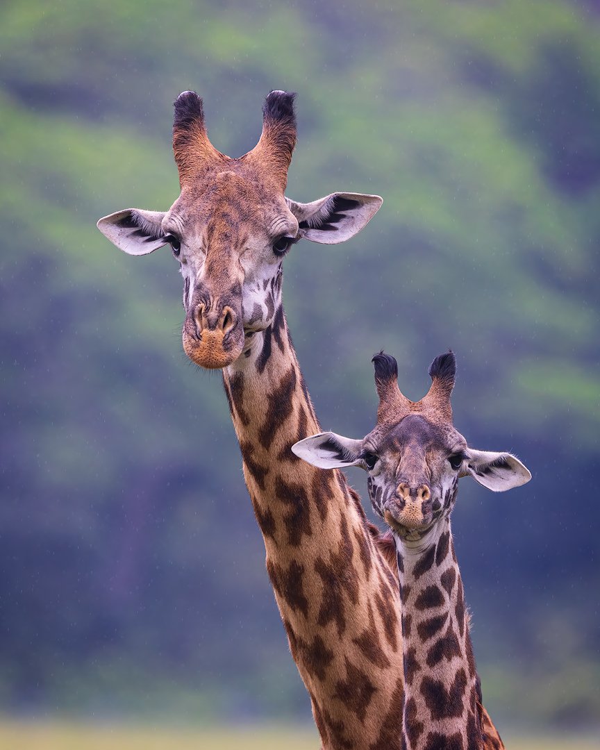 CW00074-Giraffe-Pair-Arusha-1080.jpg
