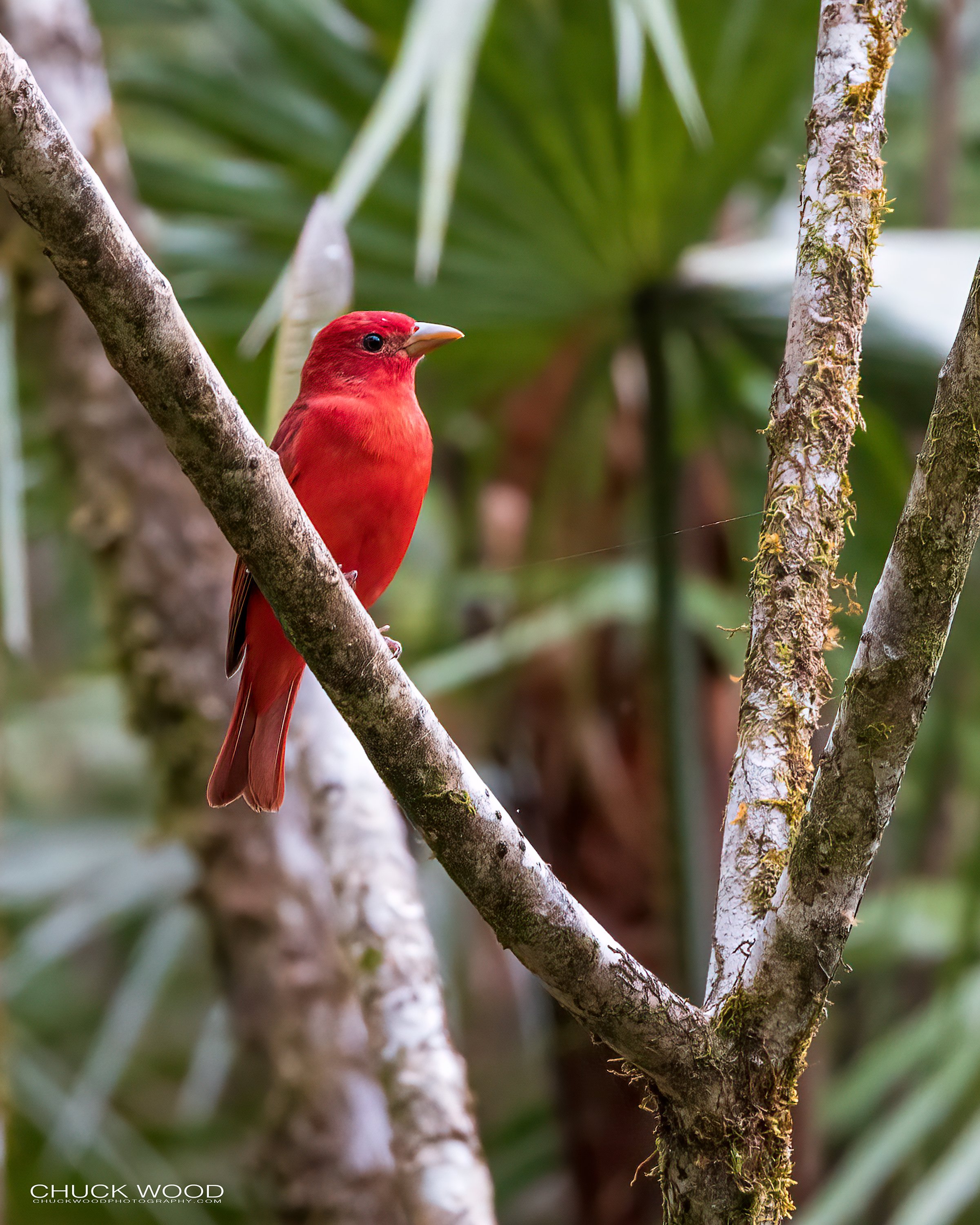  Macaw Lodge, Costa Rica 2023 