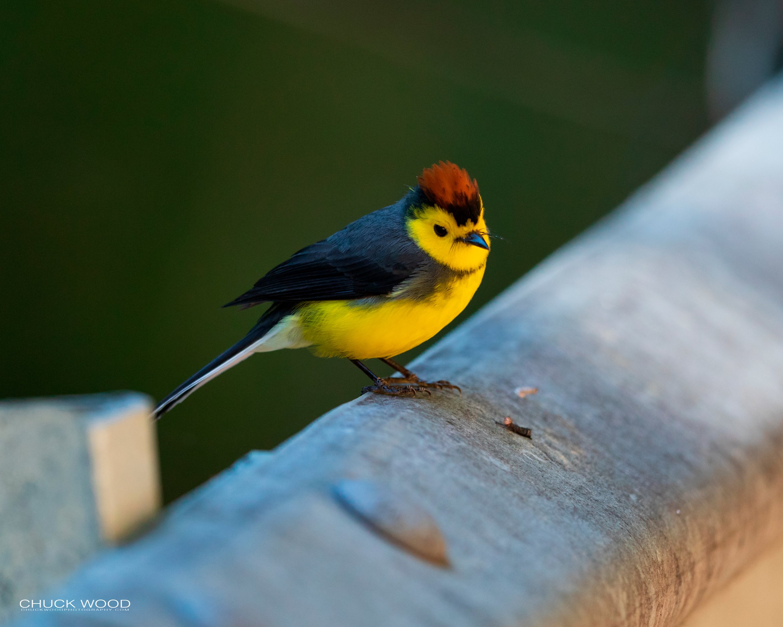  San Gerardo de Dota, Costa Rica 2020 