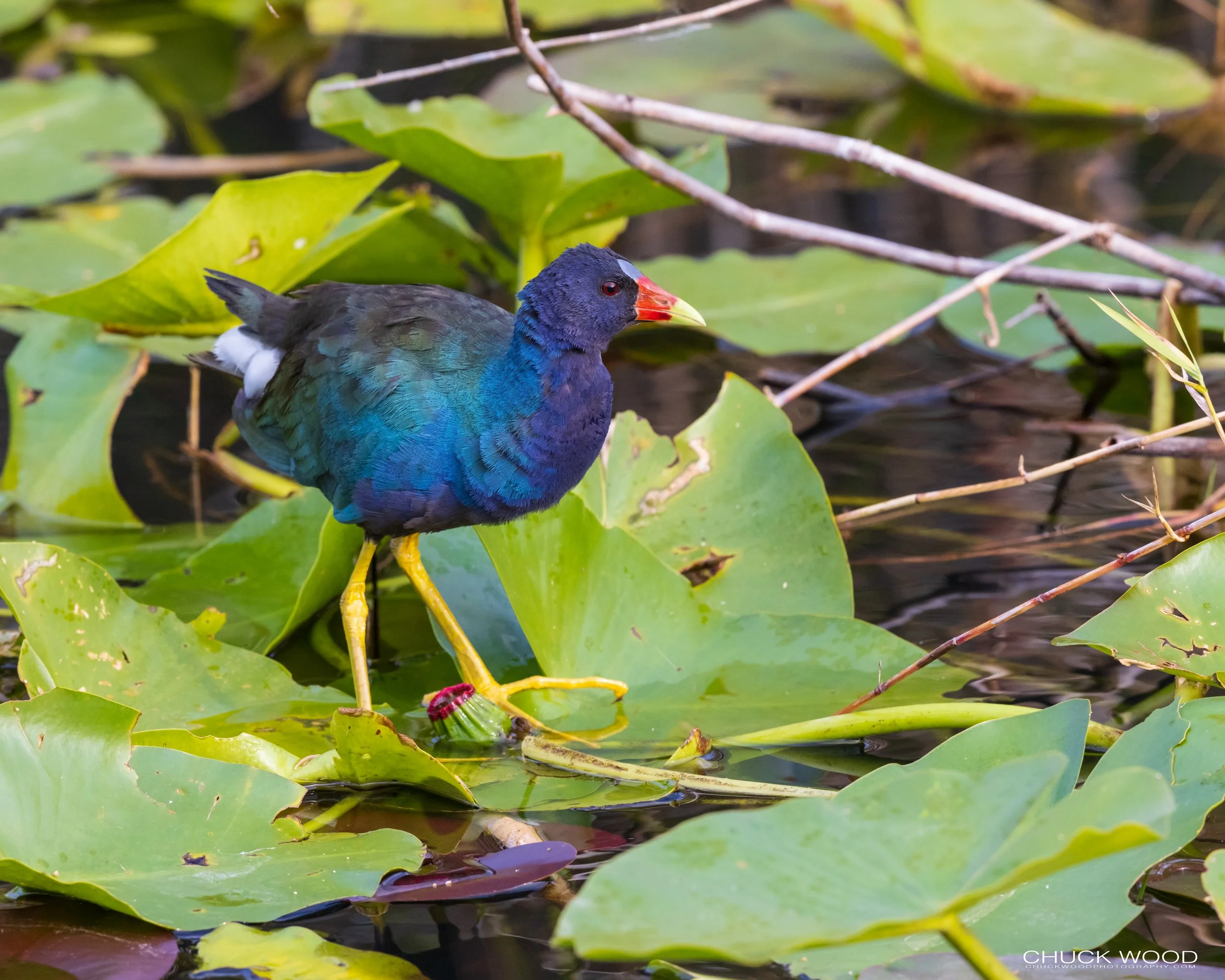  Anhinga Trail, FL 2021 
