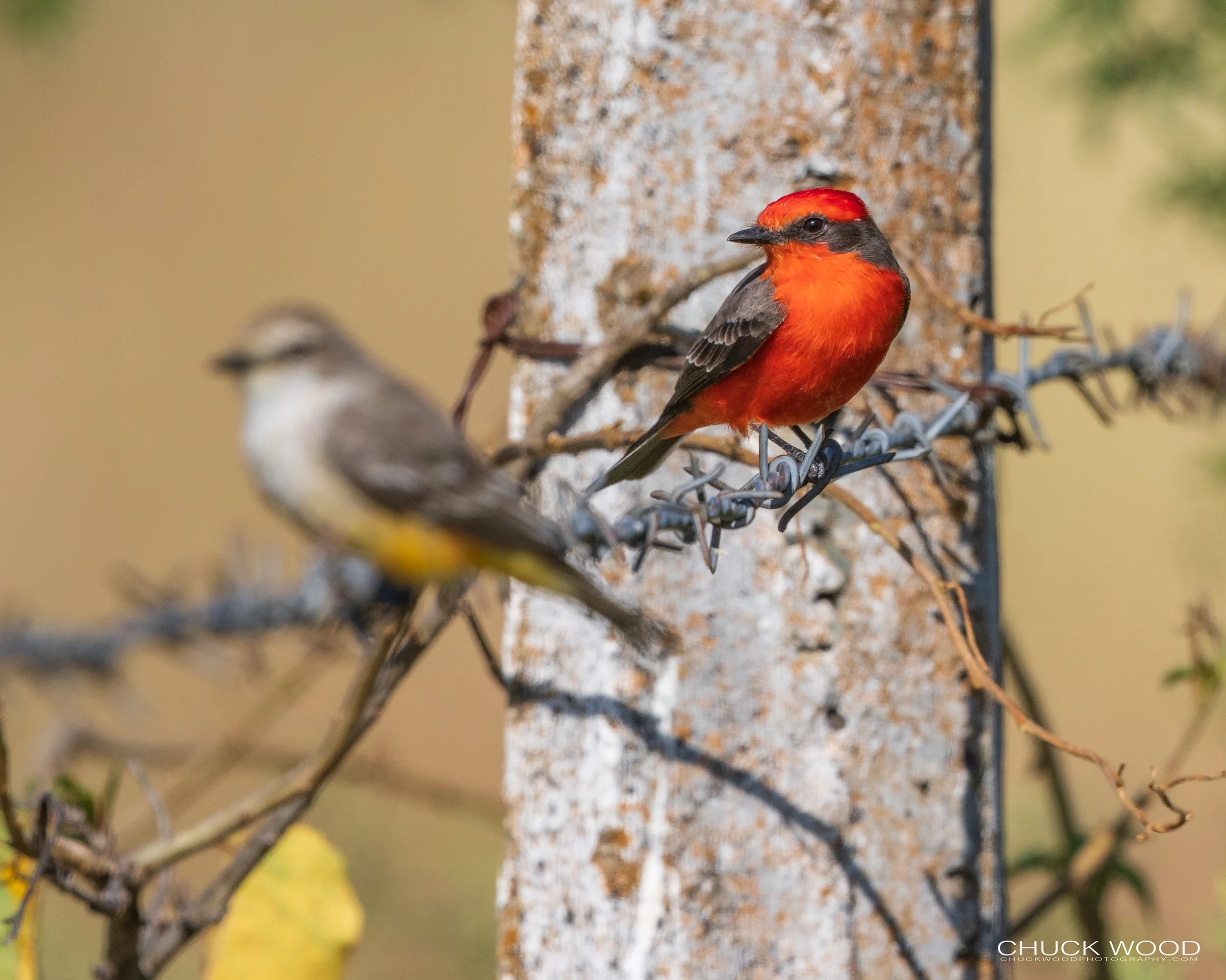  Teotitlan del Valle, MX 2022 I/ 