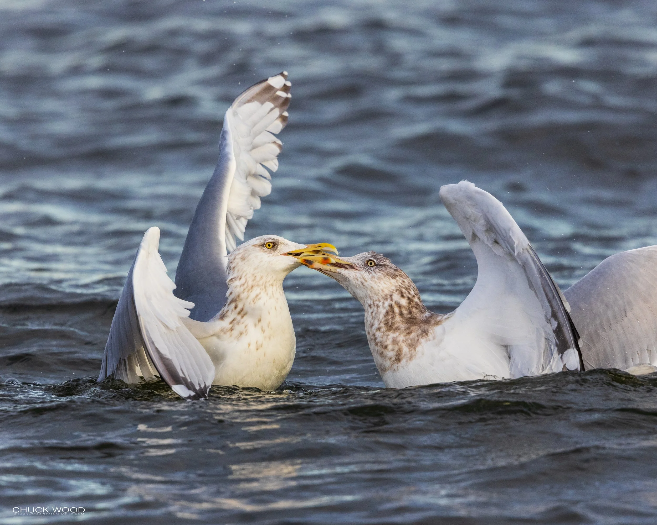  Barnegat Lighthouse, NJ 2021 