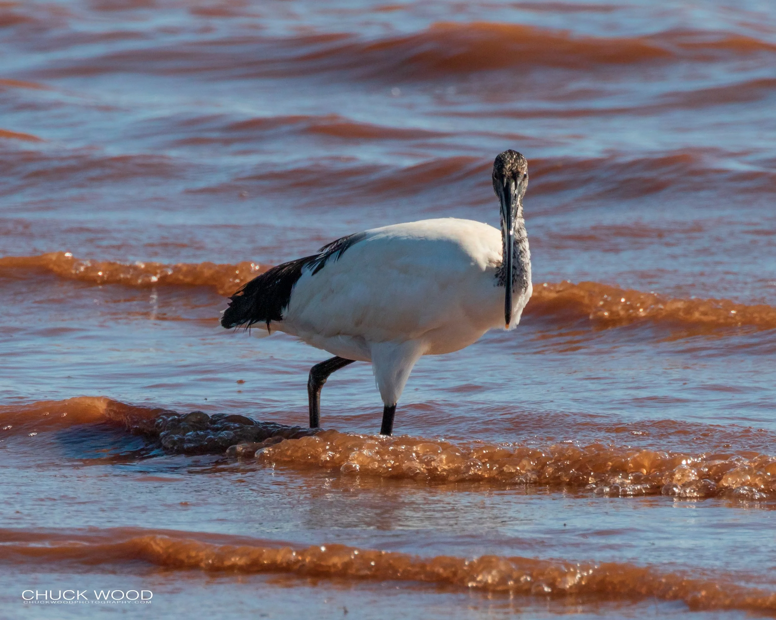  Lake Kariba, Zimbabwe 2019 