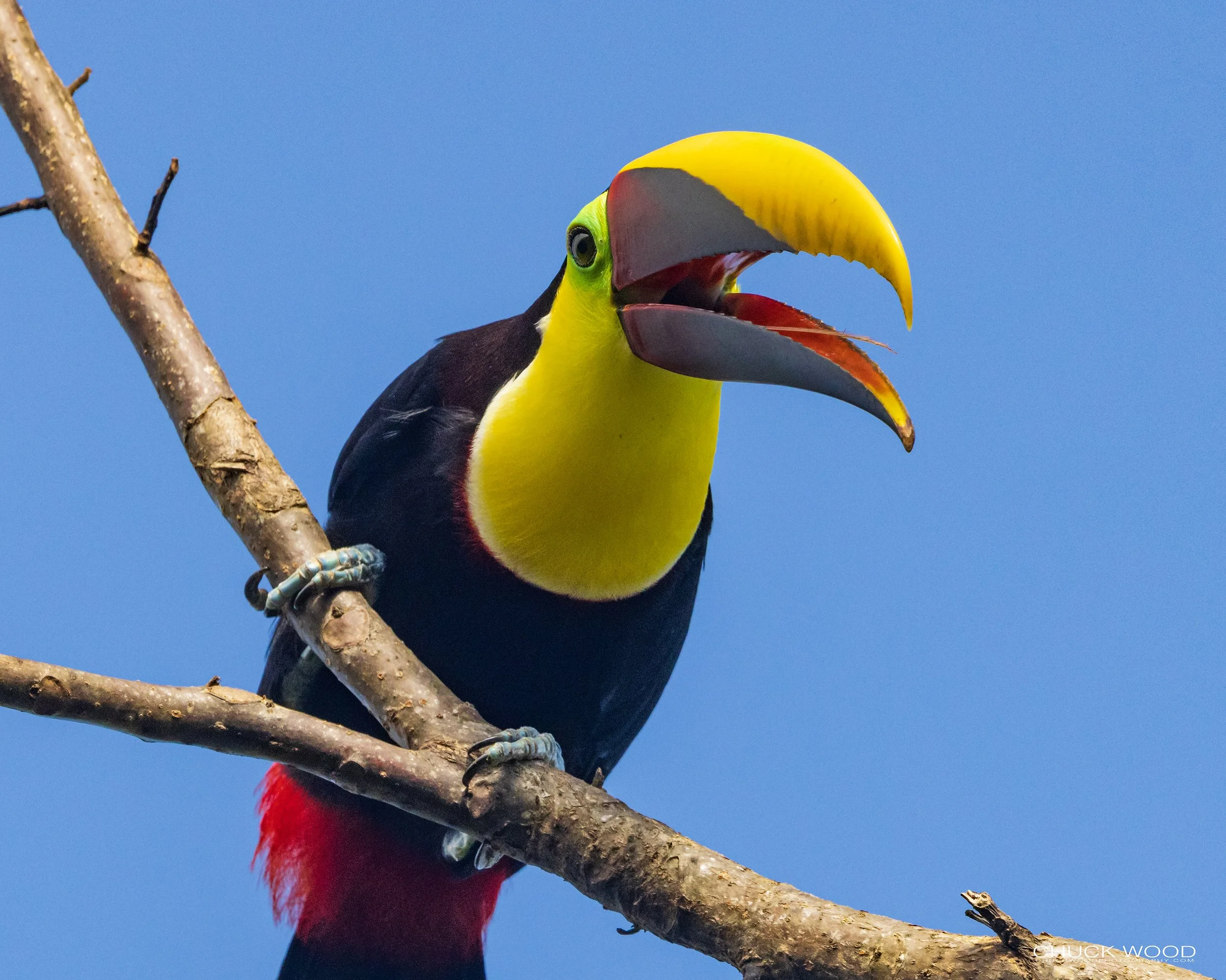  Osa Peninsula, Costa Rica 2022 