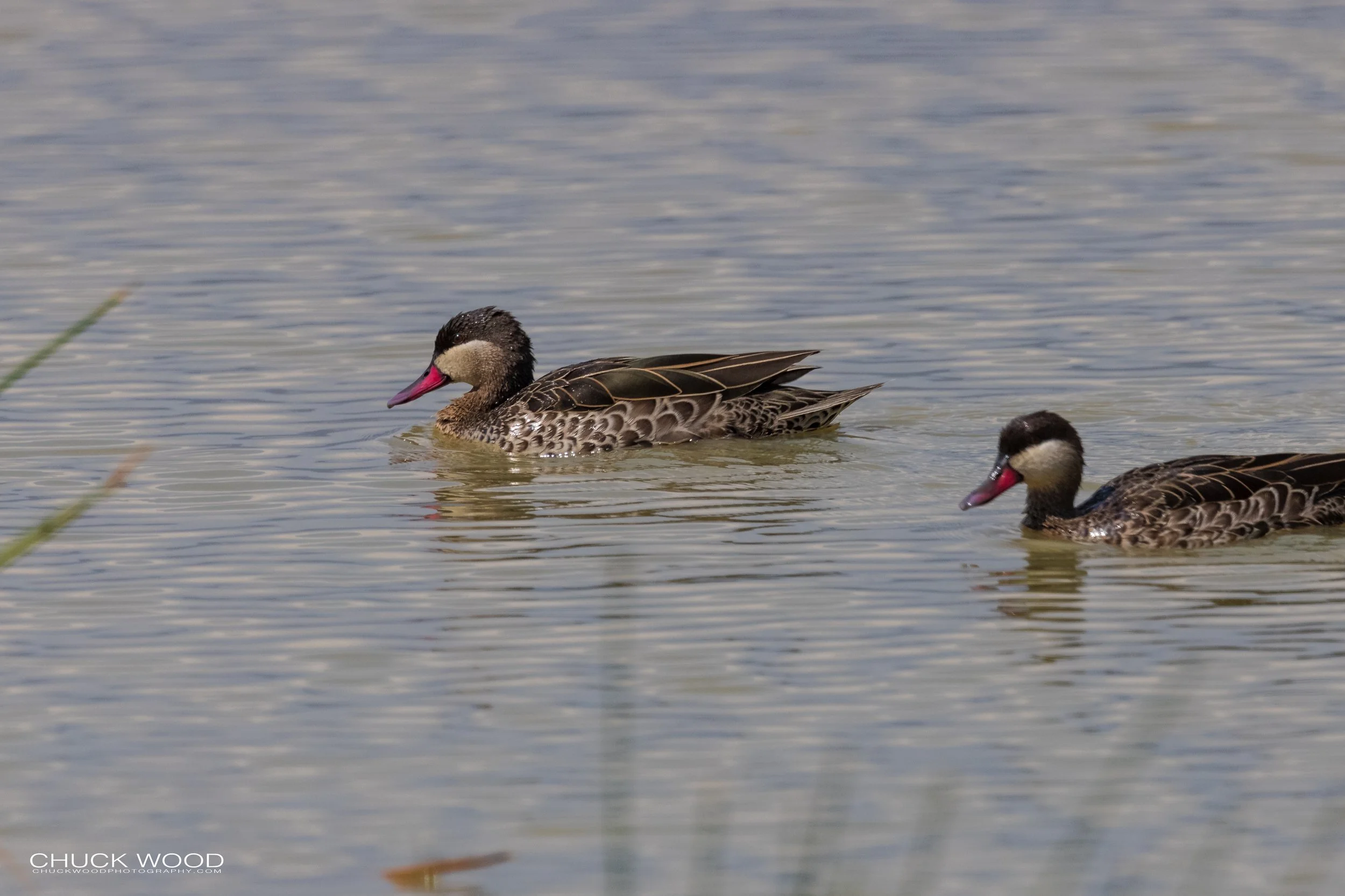  Ngorongoro Crater, Tanzania 2021 