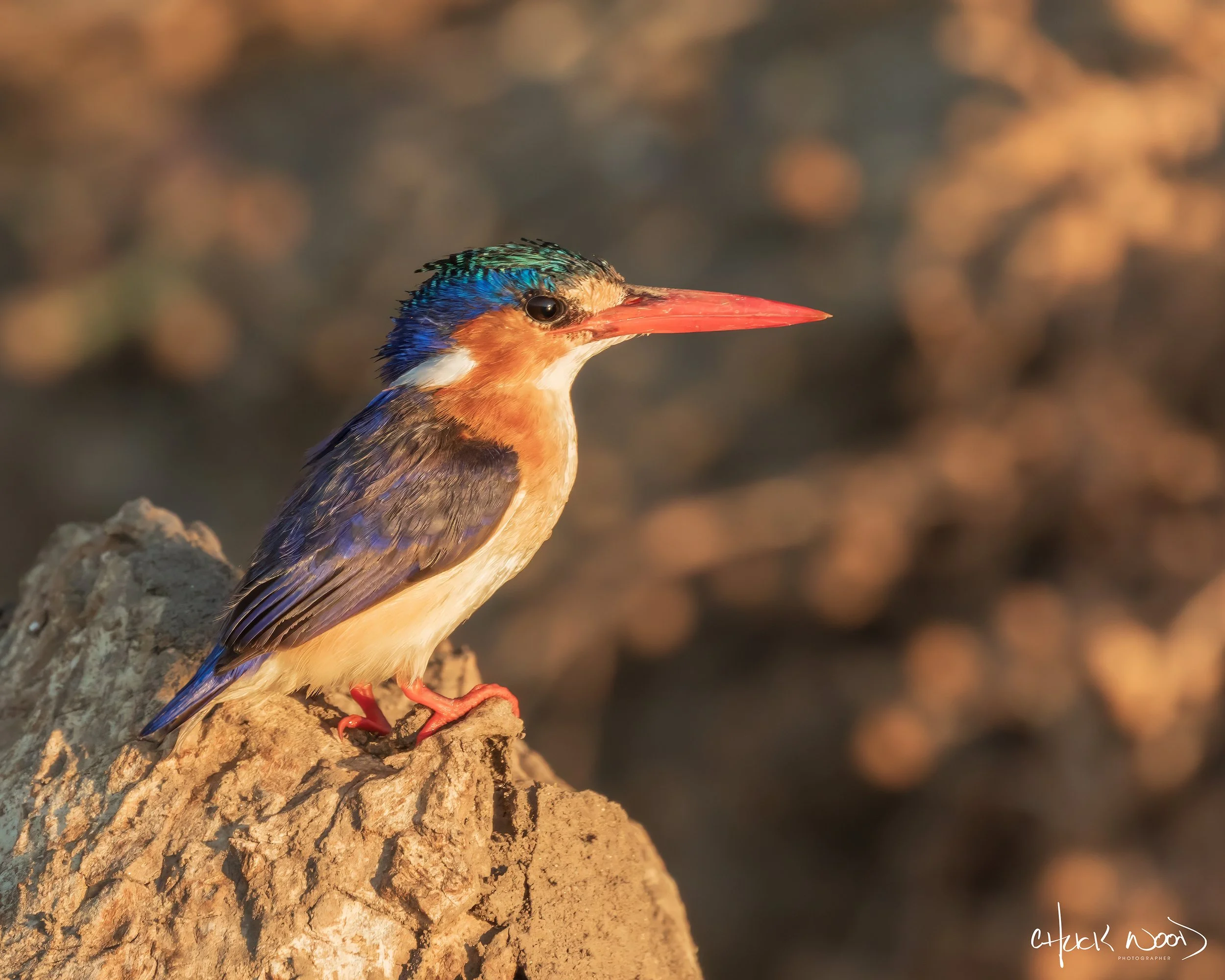  Mana Pools, Zimbabwe 2019 