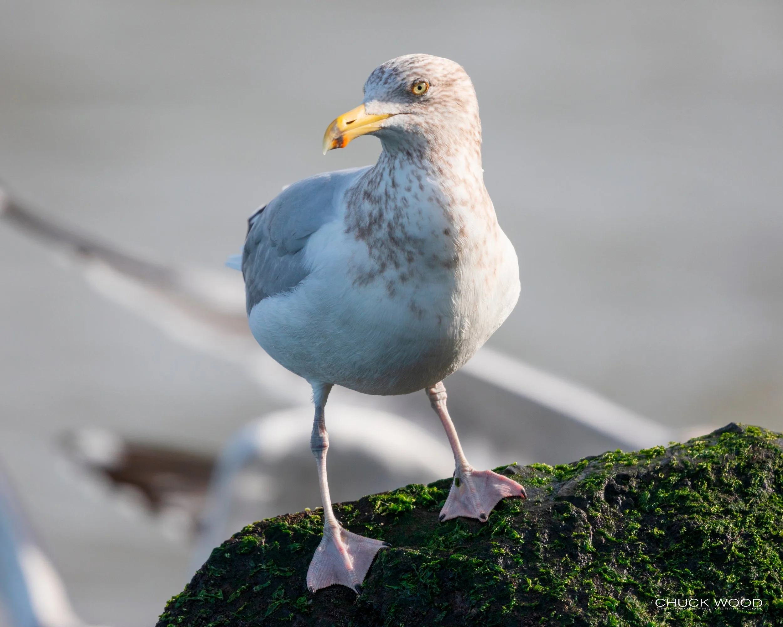  Barnegat Lighthouse, NJ 2020 