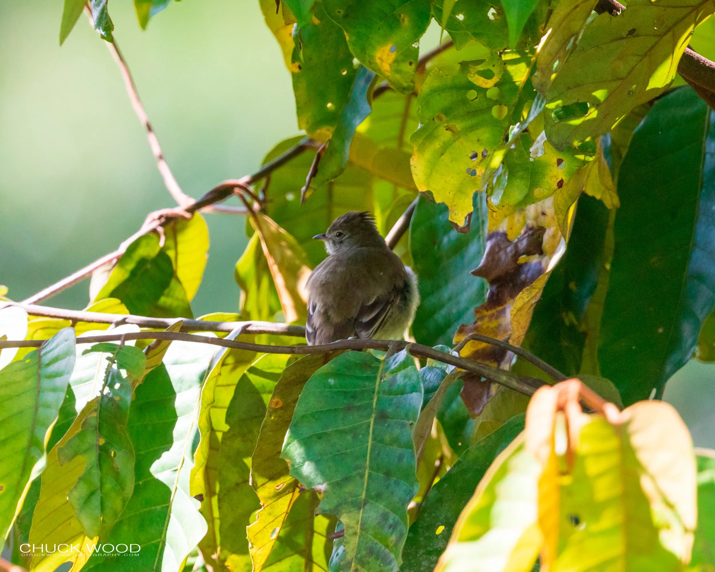  Rancho Naturalista, Costa Rica 2020 I/ 
