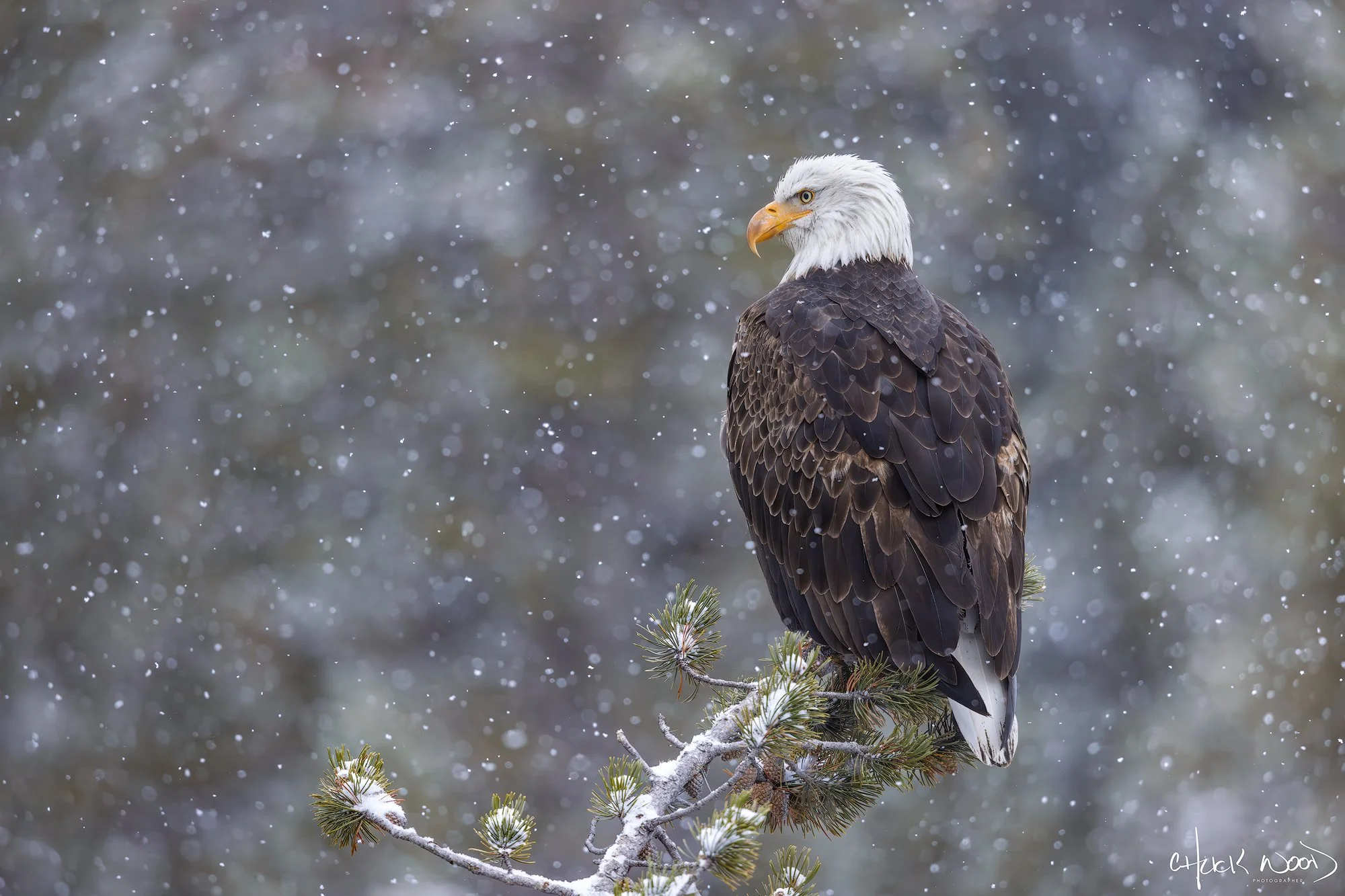 CW00618-Bald-Eagle-Gibbon-River-2026-2000-sig.jpg