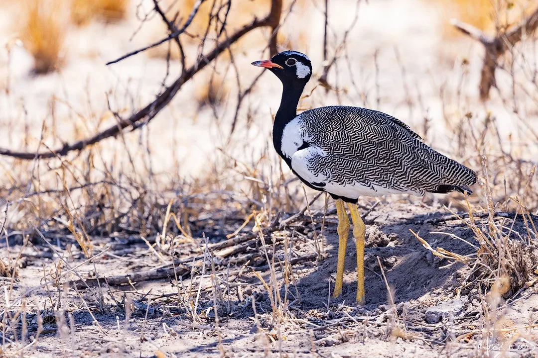  Deception Valley, Botswana 2024 