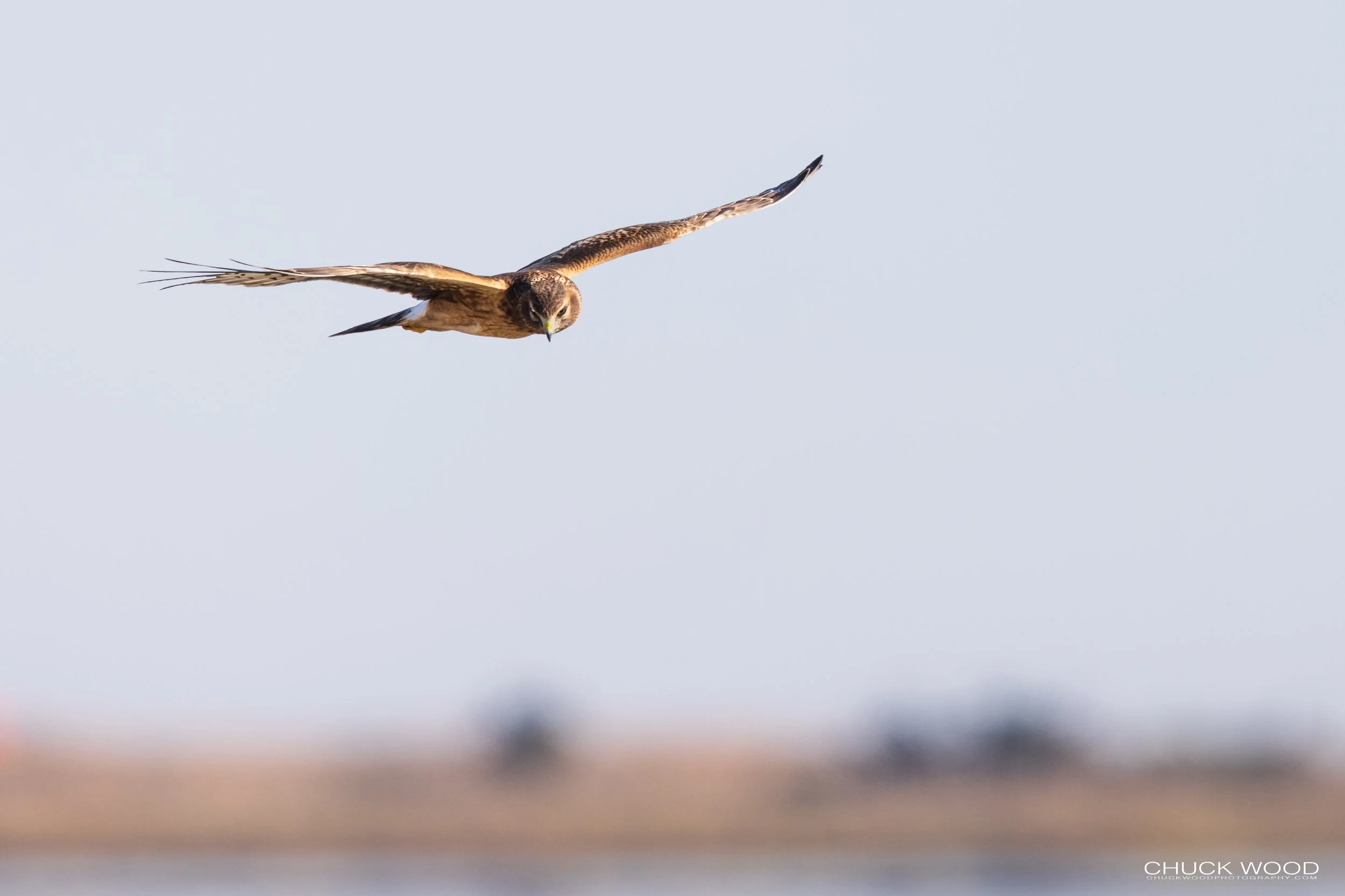  Forsythe NWR, NJ 2020 