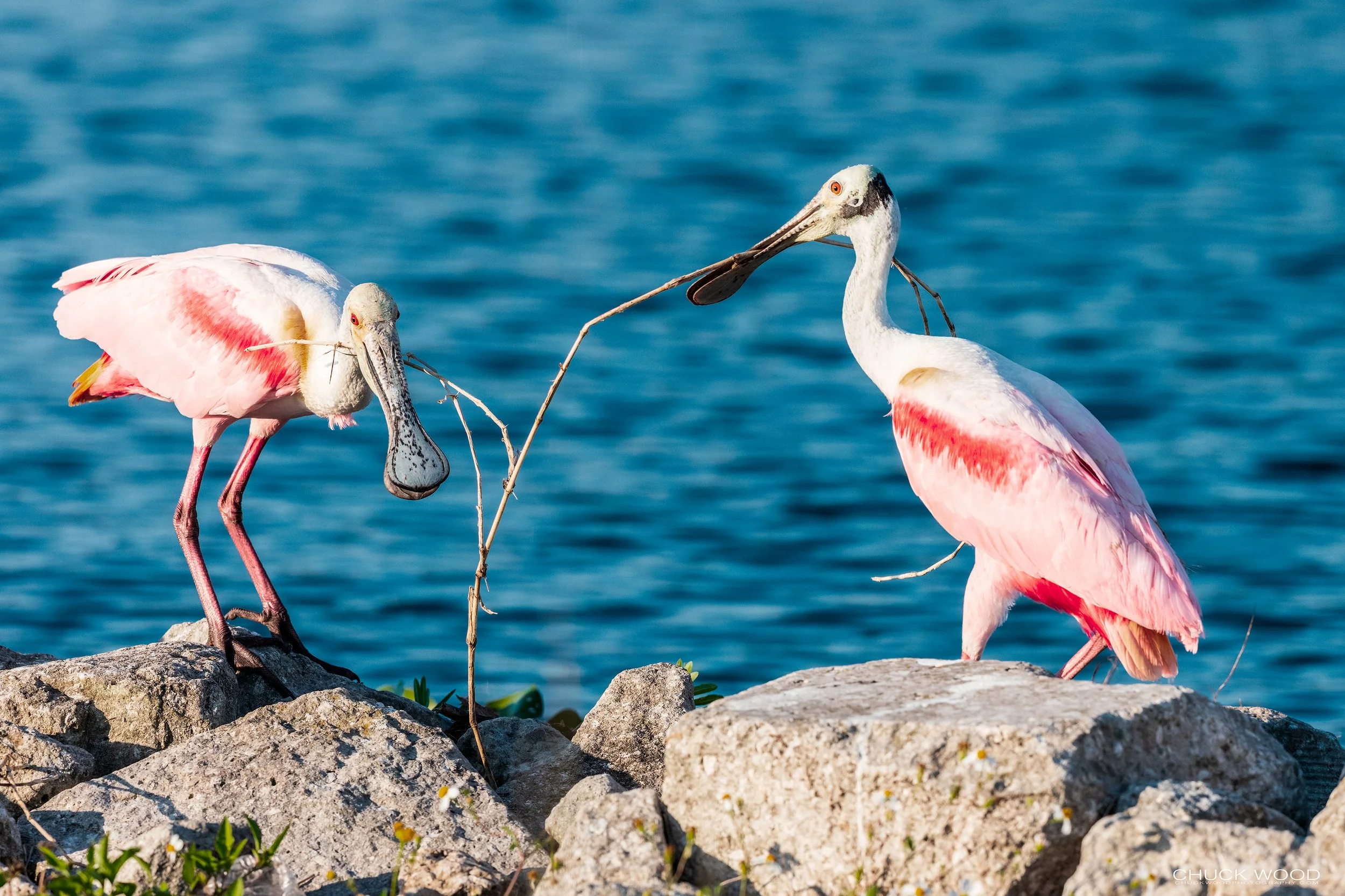  Stick Marsh, FL 2021 