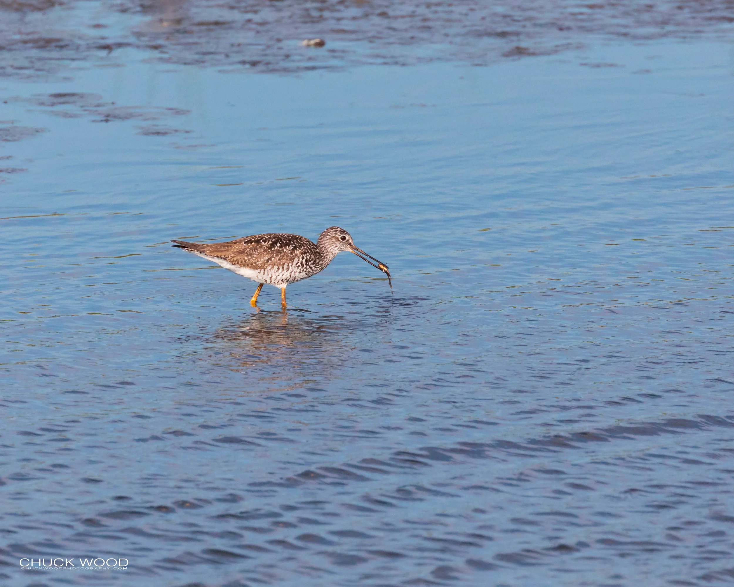  Forsythe NWR, NJ 2019 