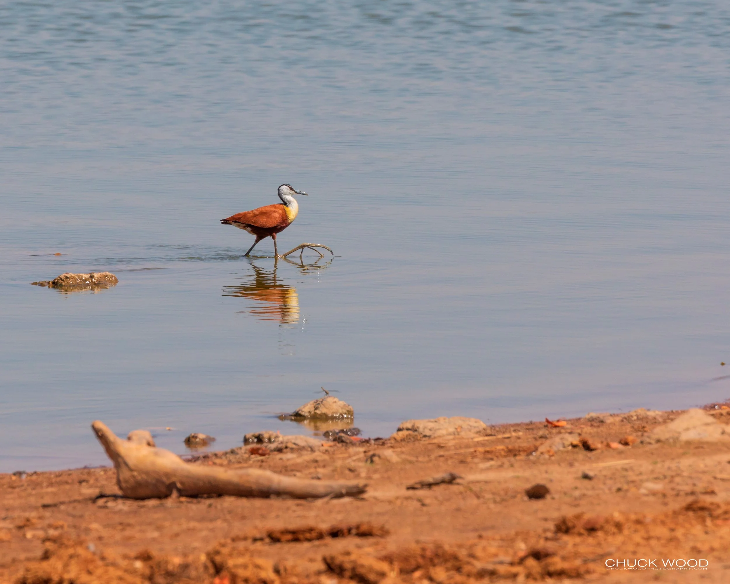  Hwange, Zimbabwe 2019 