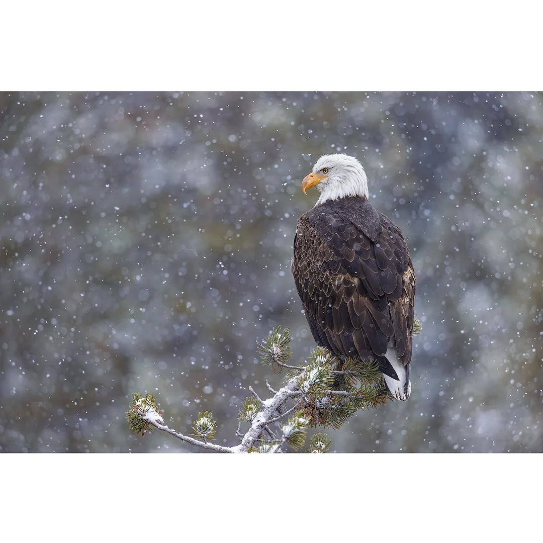 CW00618-Bald-Eagle-Gibbon-River-2026-STORE.jpg