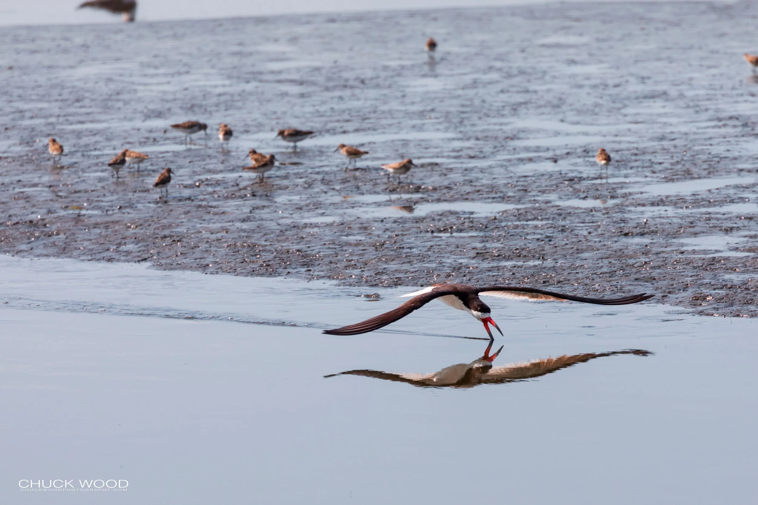  Forsythe NWR, NJ 2019 
