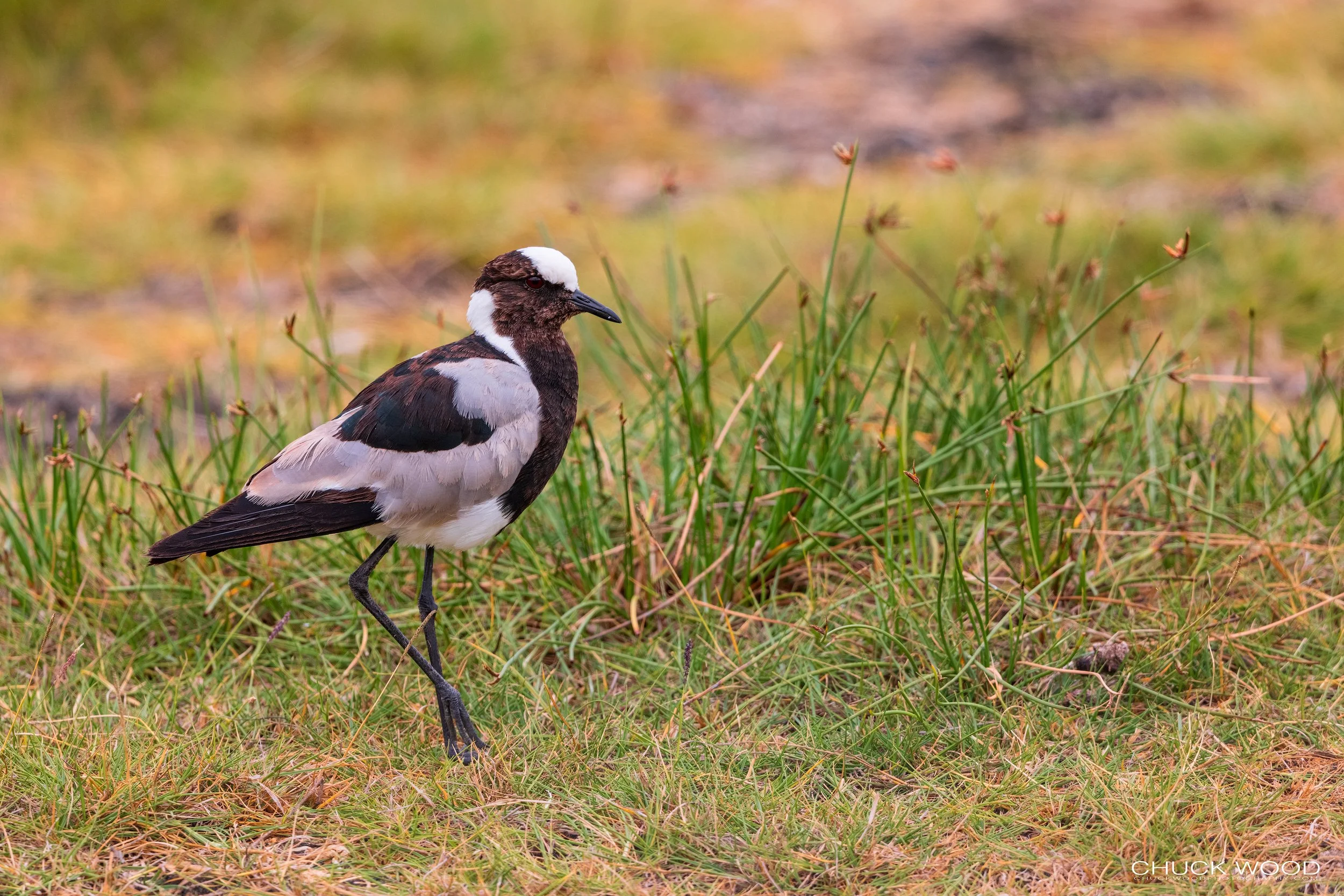  Arusha, Tanzania 2021 