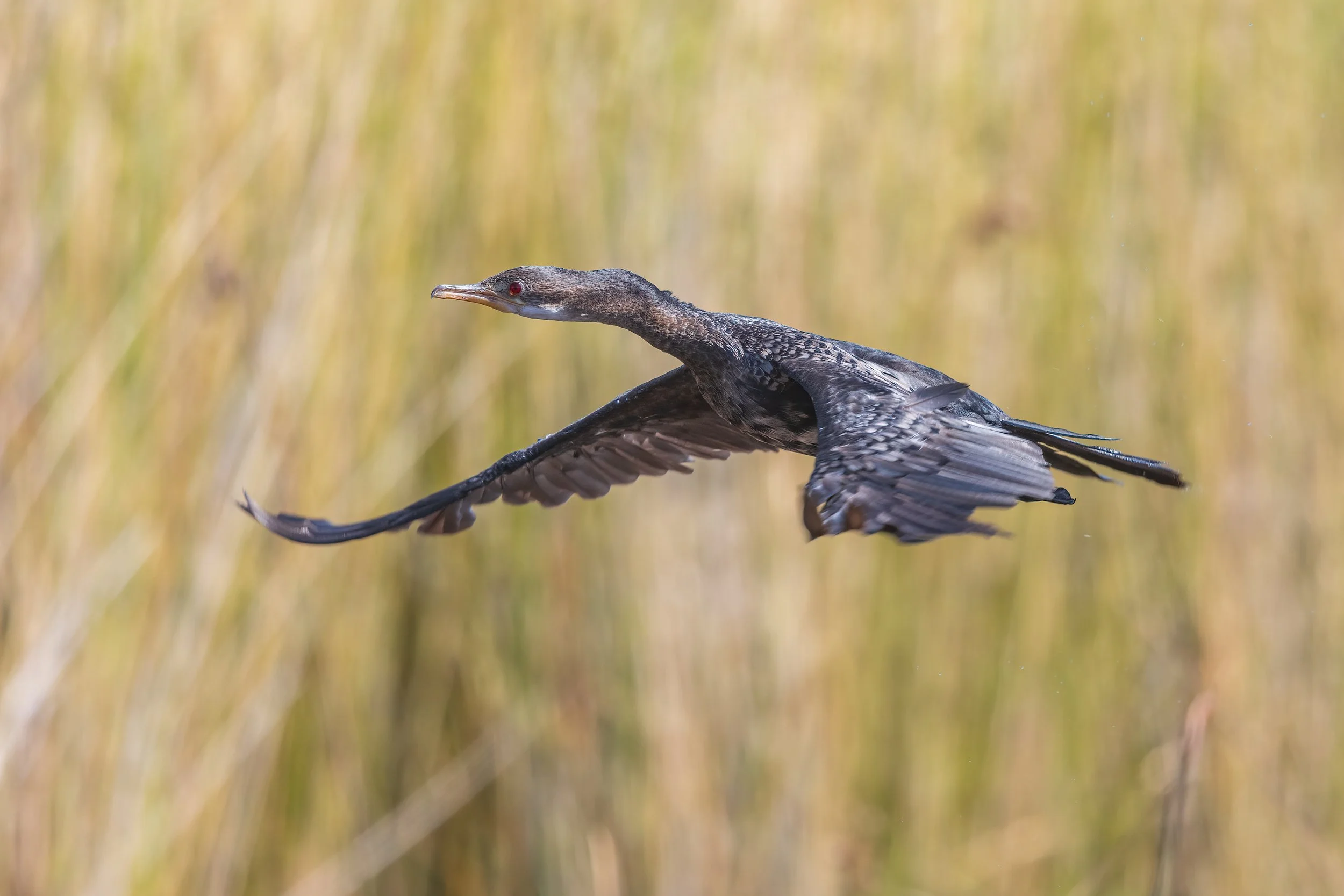  Moremi, Botswana 2023 