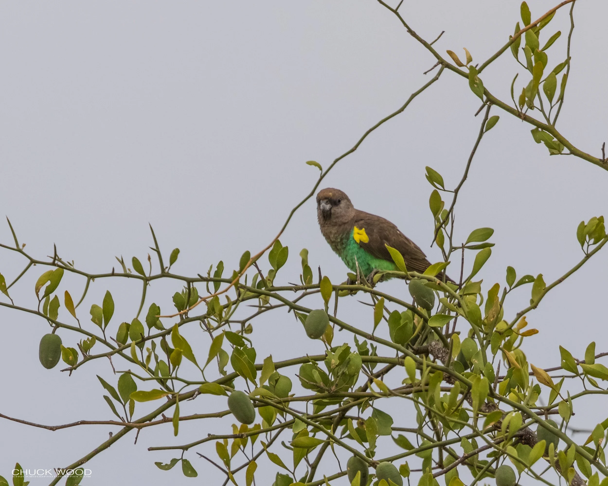  Tarangire, Tanzania 2021 