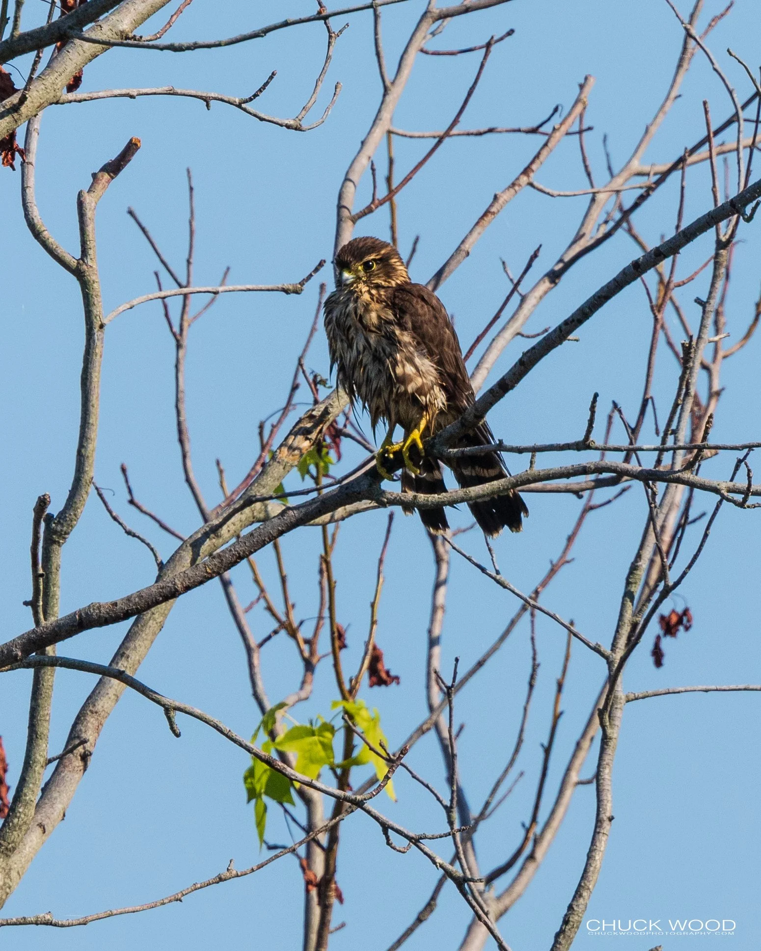  Forsythe NWR, NJ 2020 