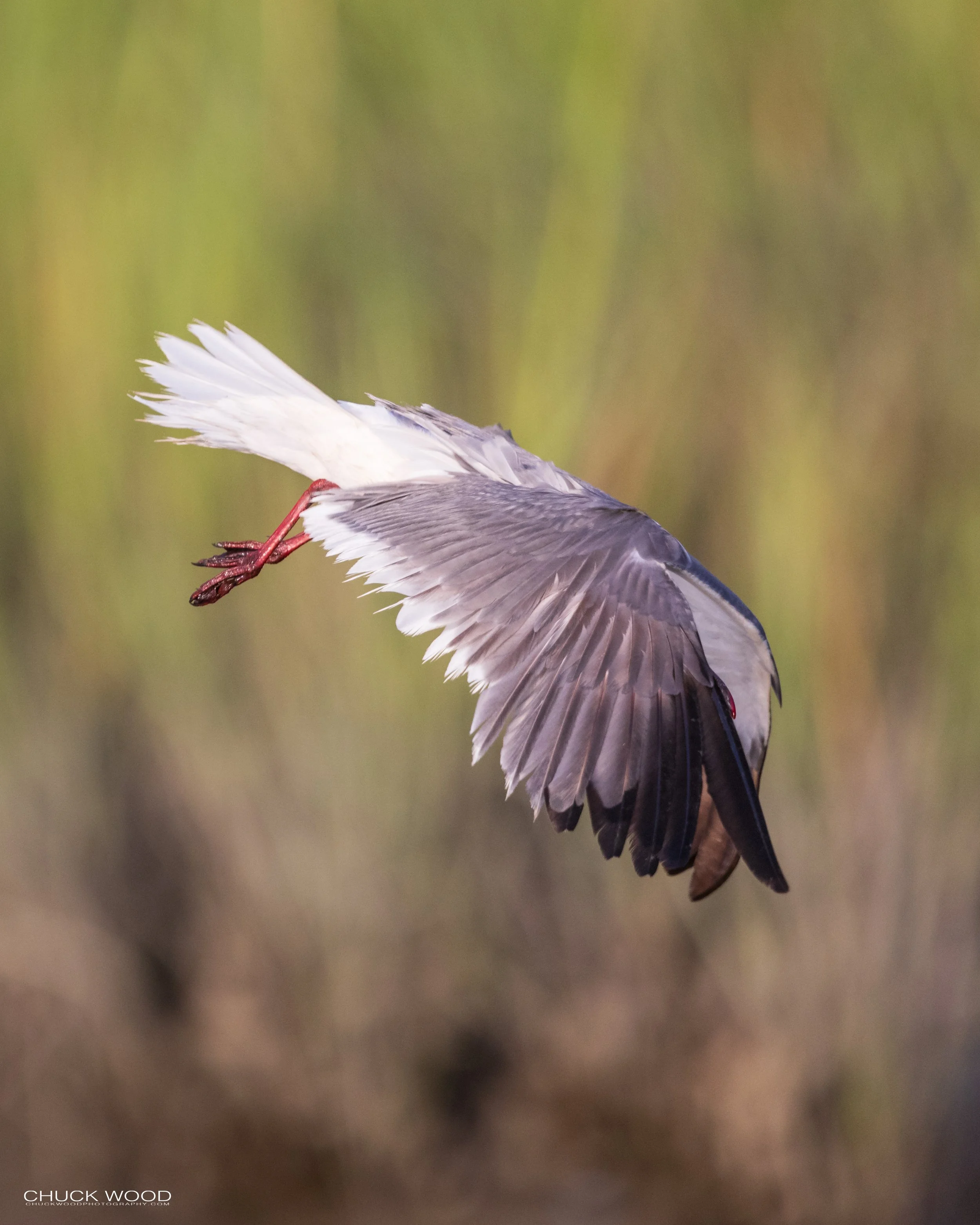  Forsythe NWR, NJ 2021 